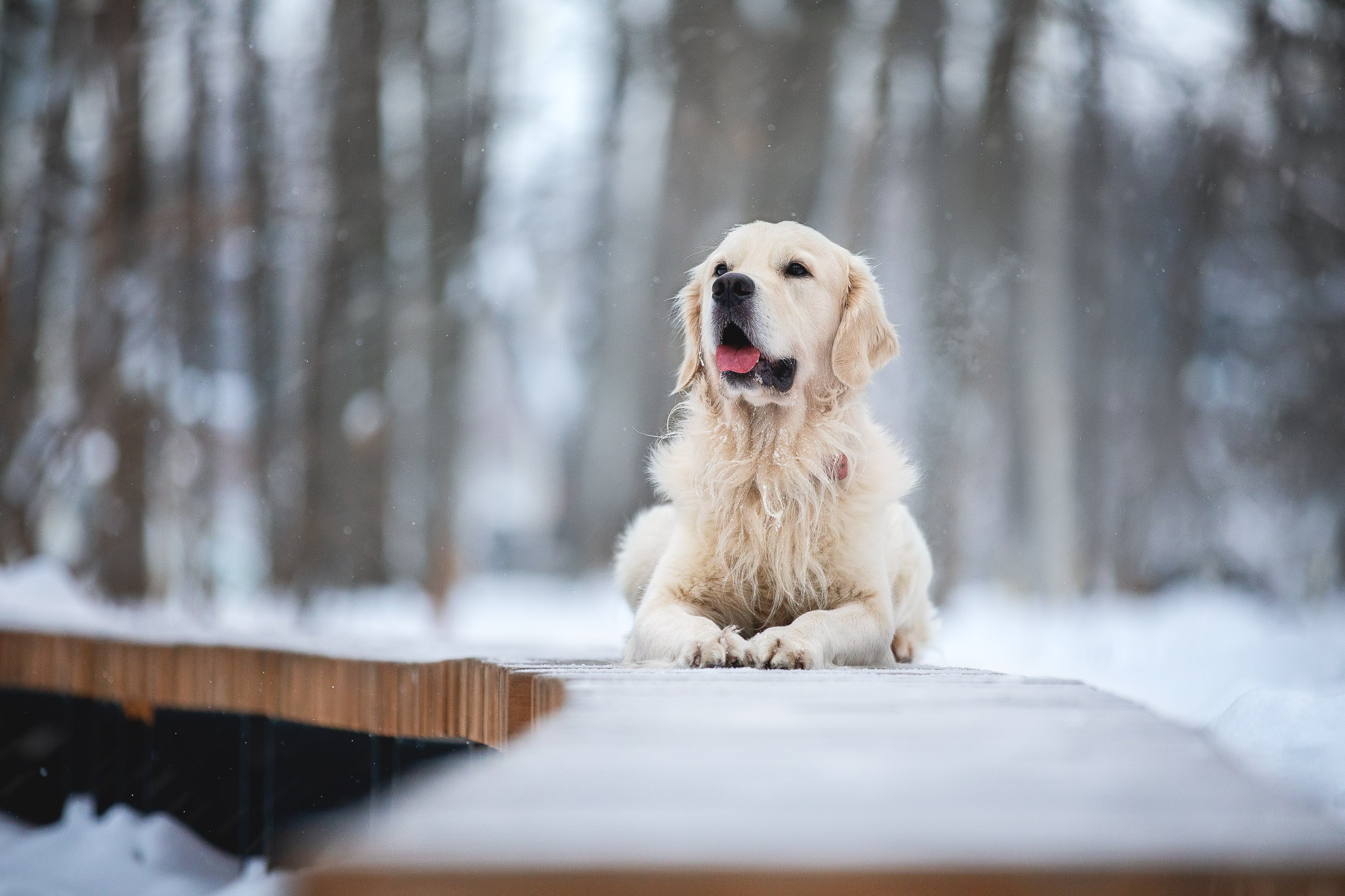 Фотосессия хозяина и ретривера. Фотограф-анималист в Москве и Московской области Татьяна Фролова