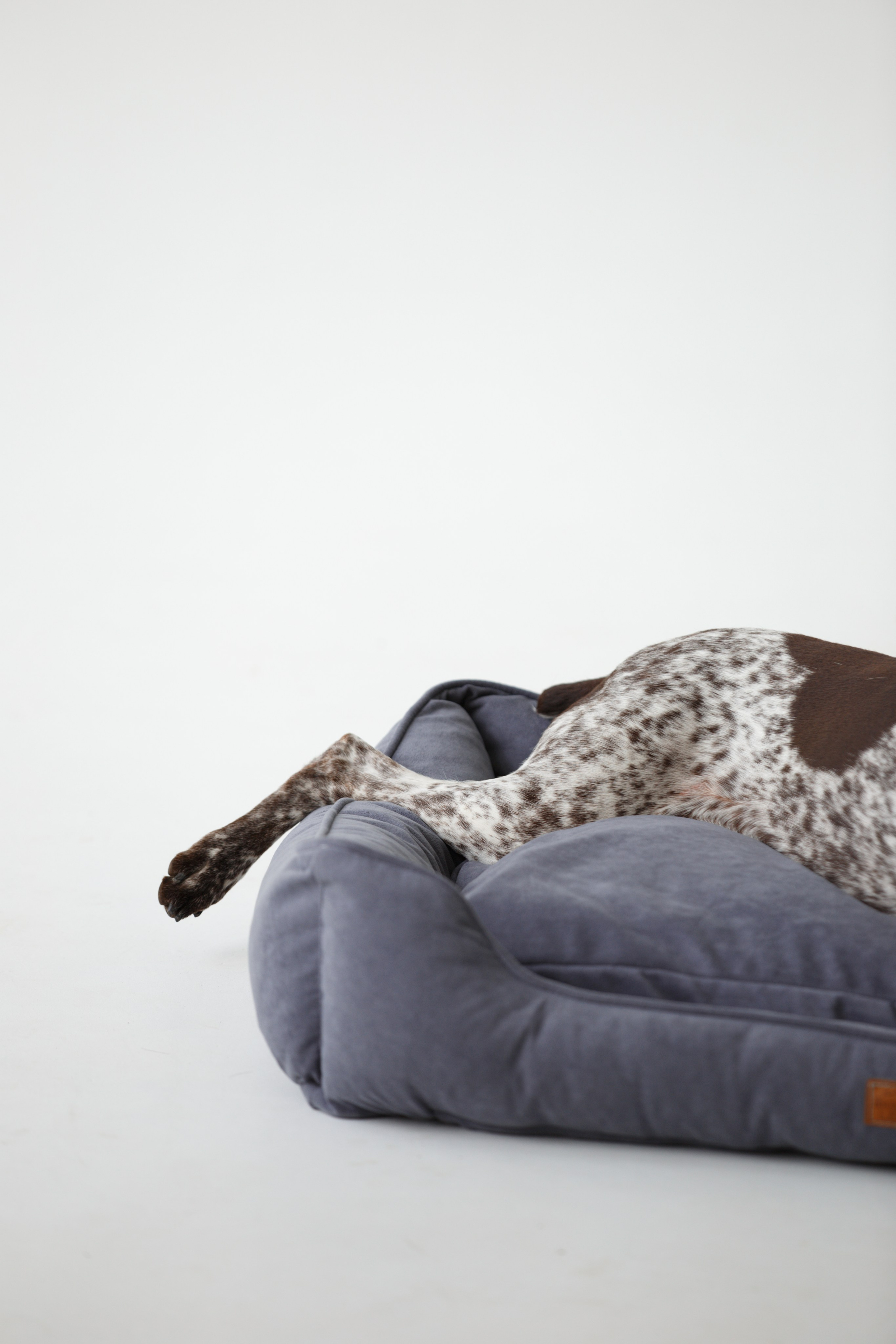 Boonwood Pets лежанки для животных. Фотограф анималист Кристина Карпова, Москва