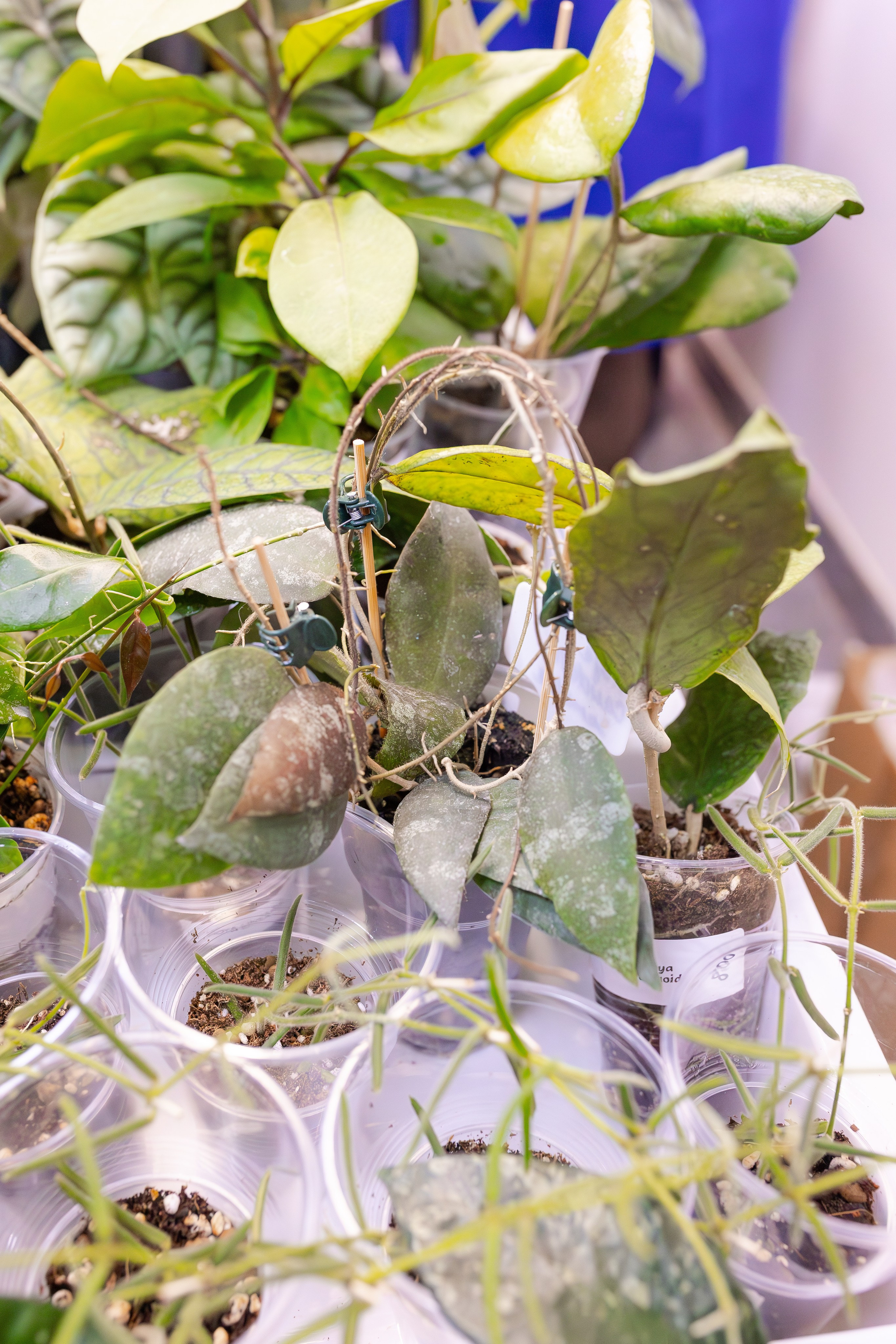 Орхидиум сентябрь 2025. Александра Куликова фотограф, Москва