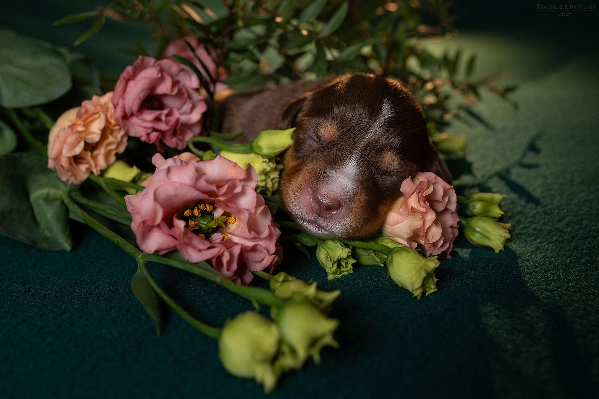 Ньюборн фотосессия щенков. Фотограф собак в Москве и Московской области Иванушкина Мария