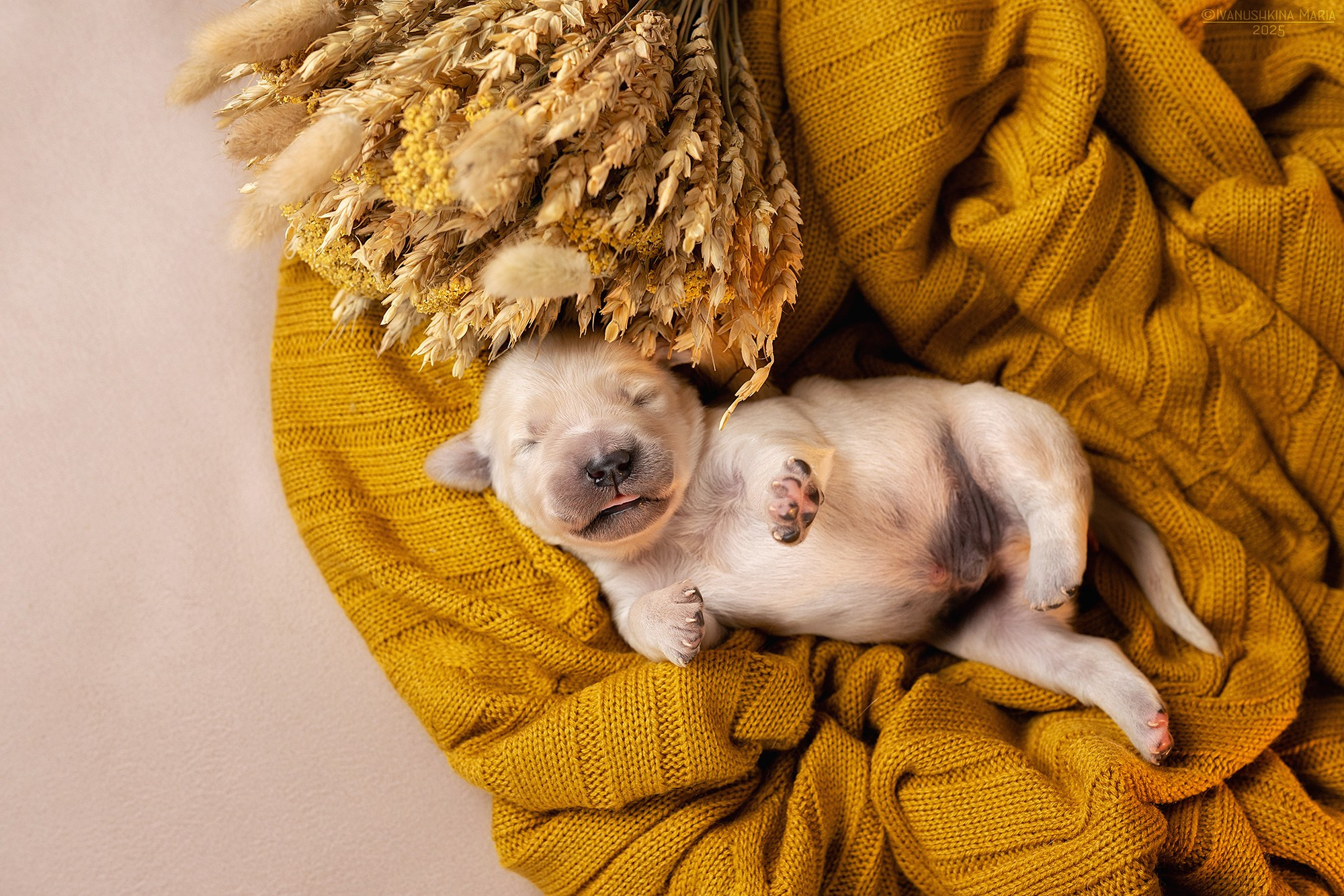 Ньюборн фотосессия щенков. Фотограф собак в Москве и Московской области Иванушкина Мария