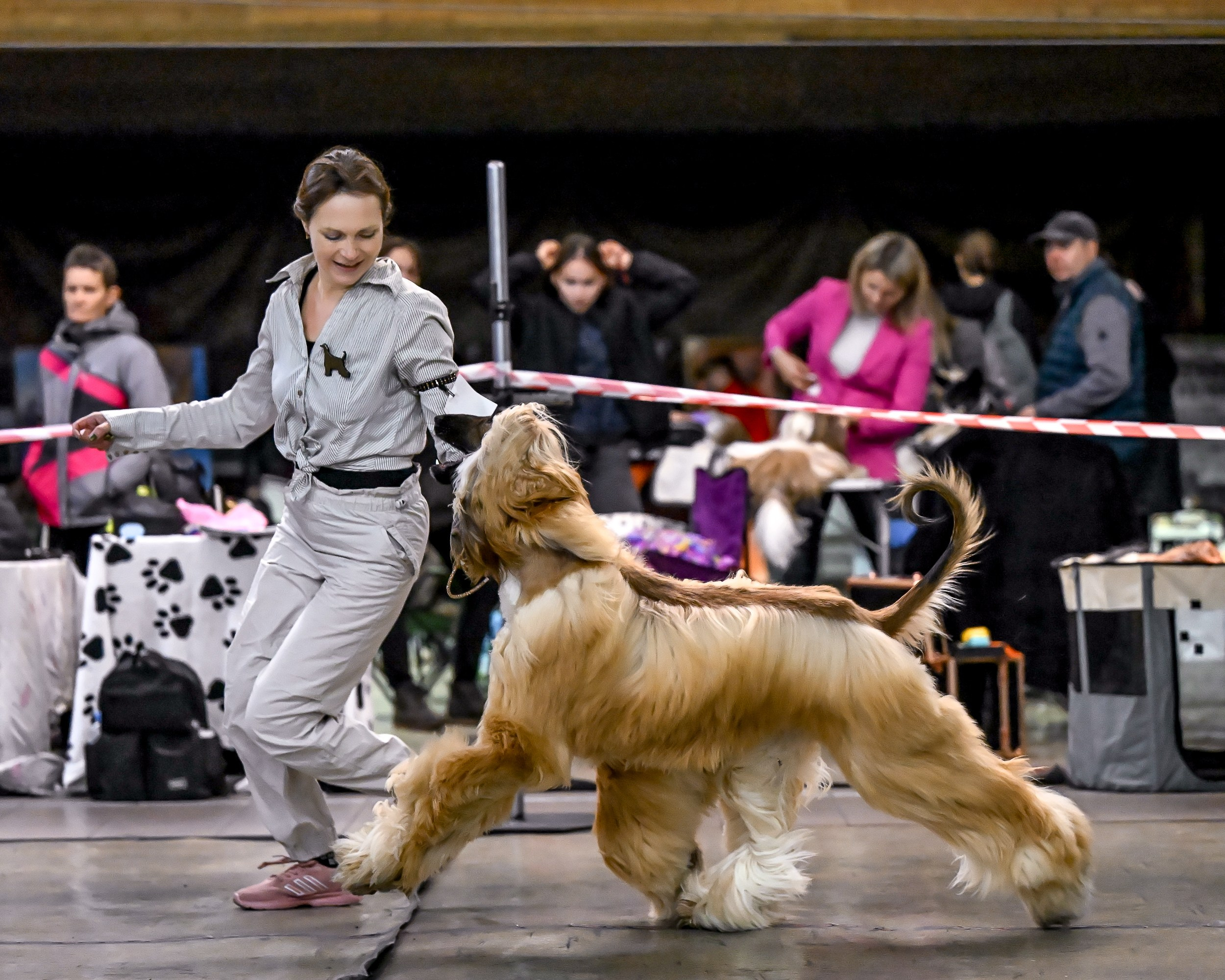 07.11.2025 Клуб Хобби. Галерея фотографий афганской борзой