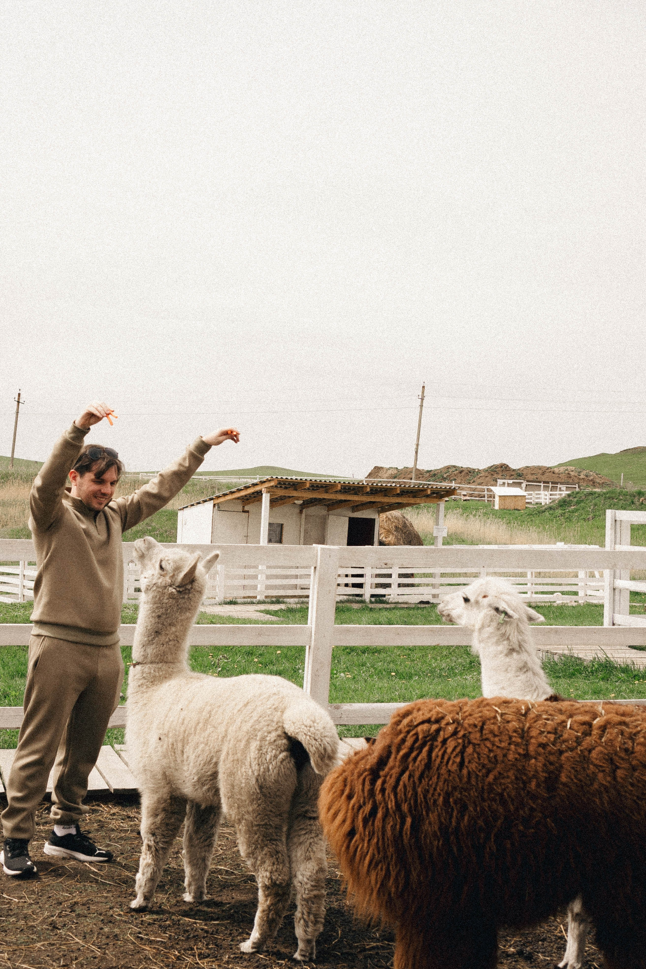 Ферма Альпак. Профессиональный фотограф, Санкт-Петербург — Виктория Богомолова