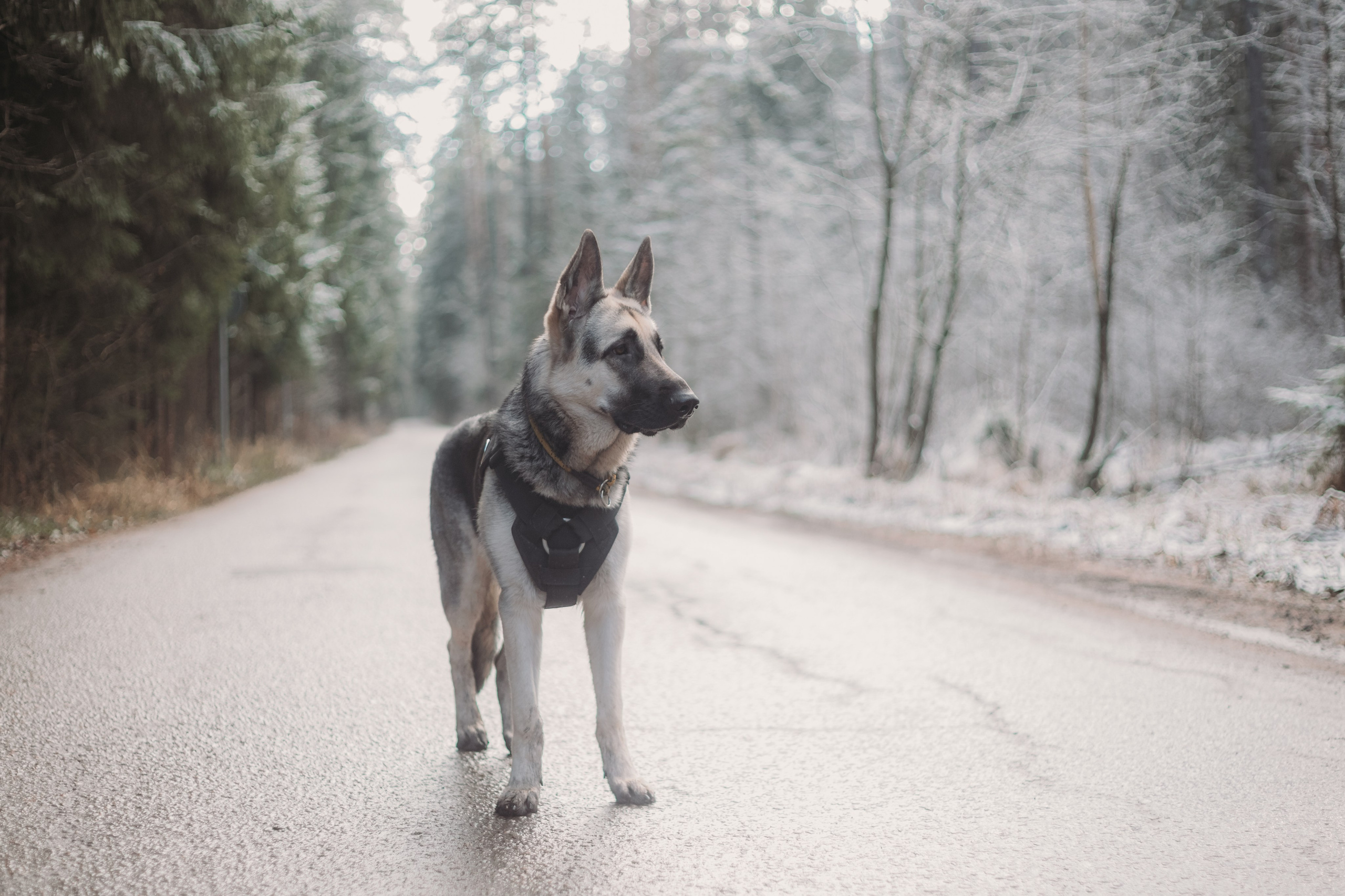 Фотосессии животных. Детский фотограф, фотограф-анималист