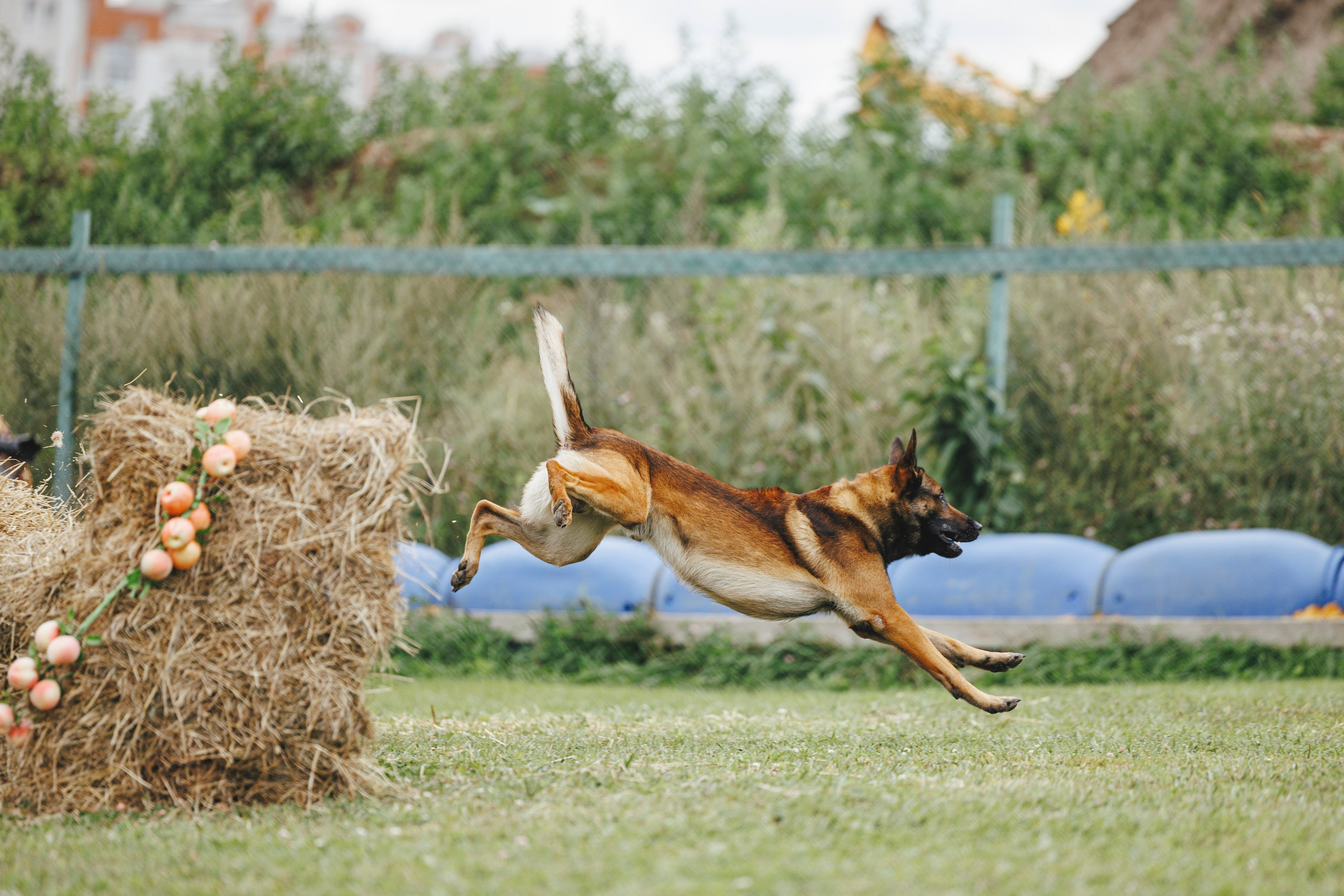 08.08.25-10.08.25 ЧР по мондьорингу г. Вологда. Фотограф-анималист Анна Маринич