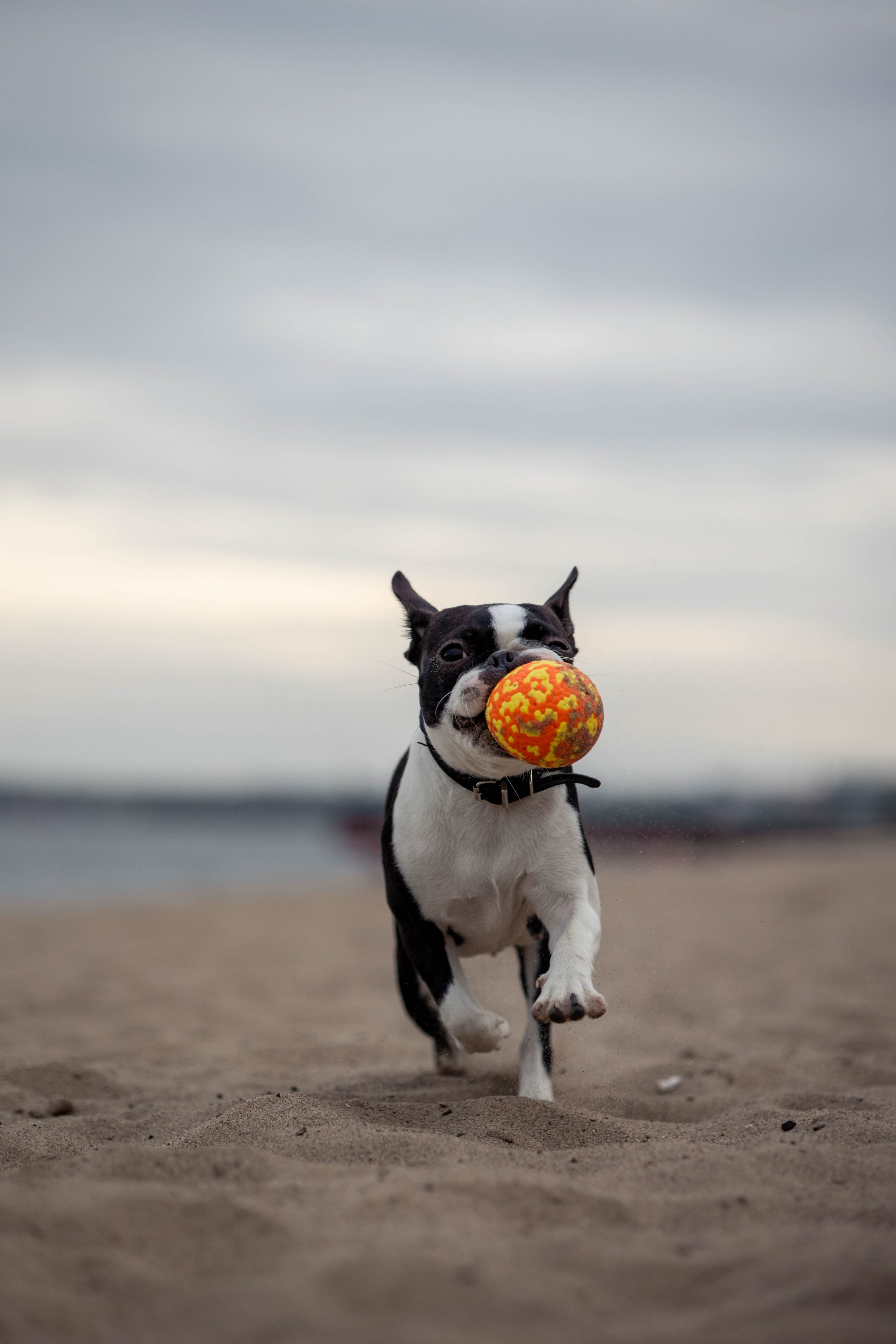 Сима. Главная