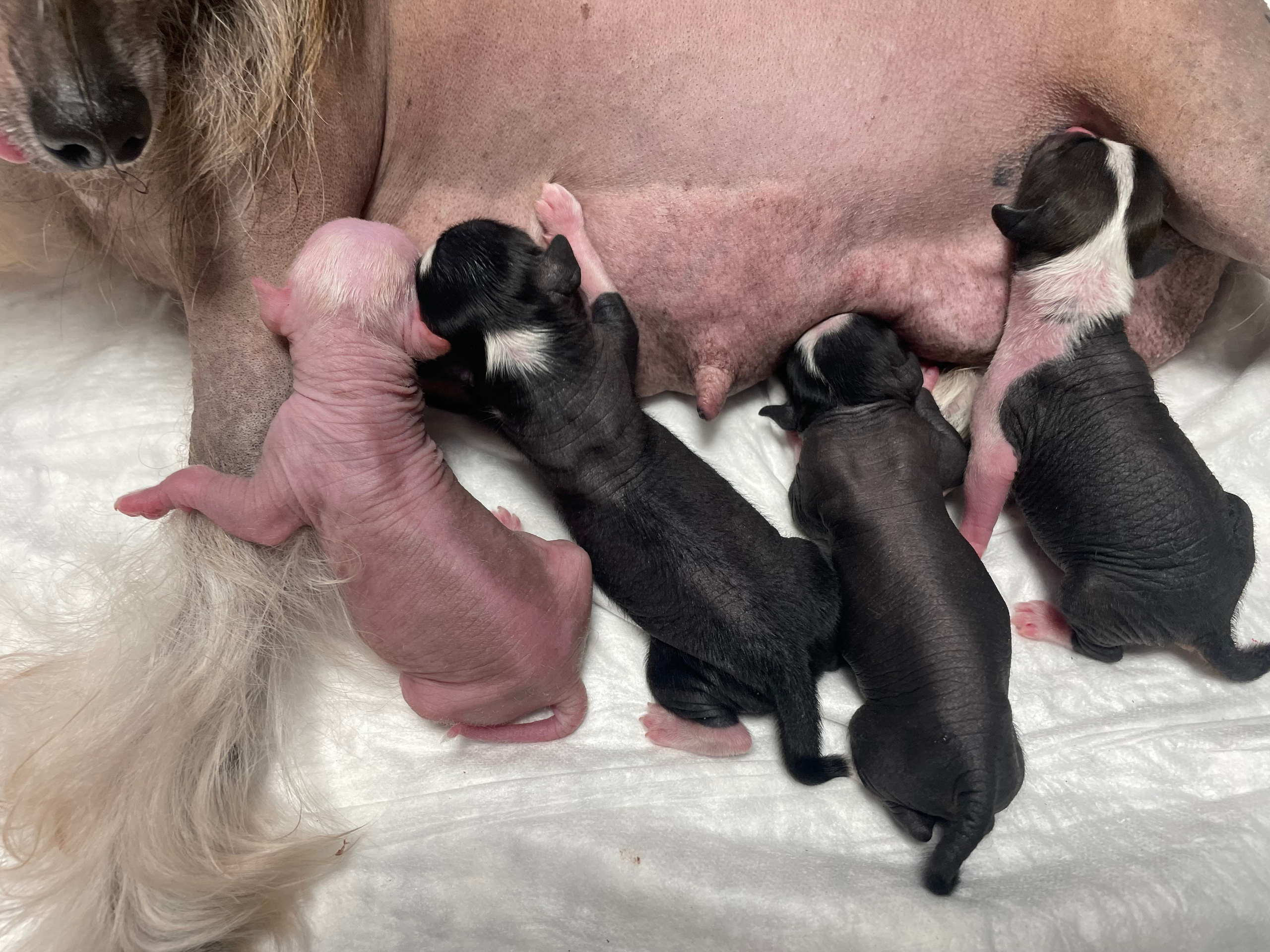 Poale Ell Deniz. Poale Ell Chinese Crested Dog Kennel: Buy a puppy from the kennel