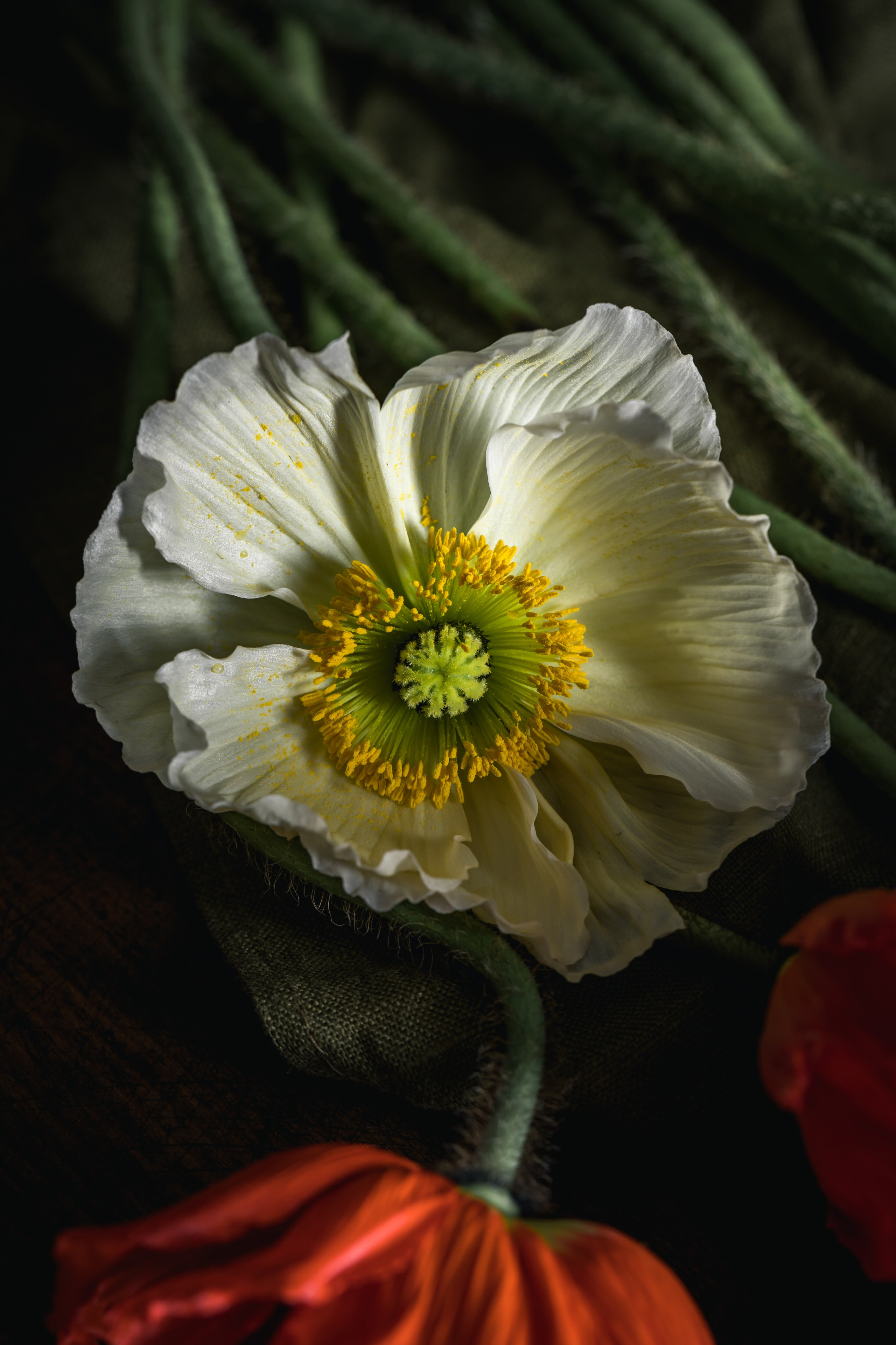 Stillife с маками. Foodie Stories (гастрономические истории) рекламная фуд-фотосъёмка, Москва