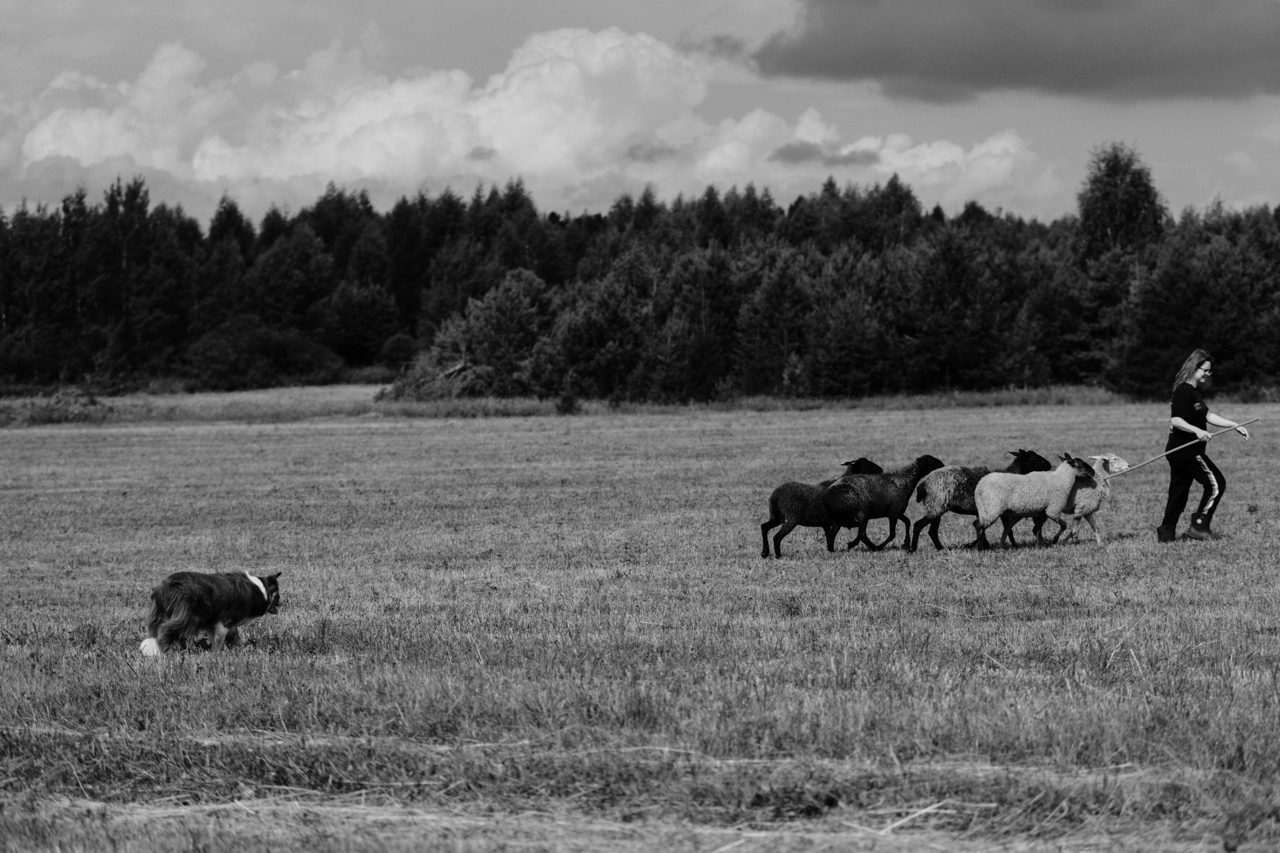 Пастьба / Буми и Джоли в полях. Фотограф Кузина Вера