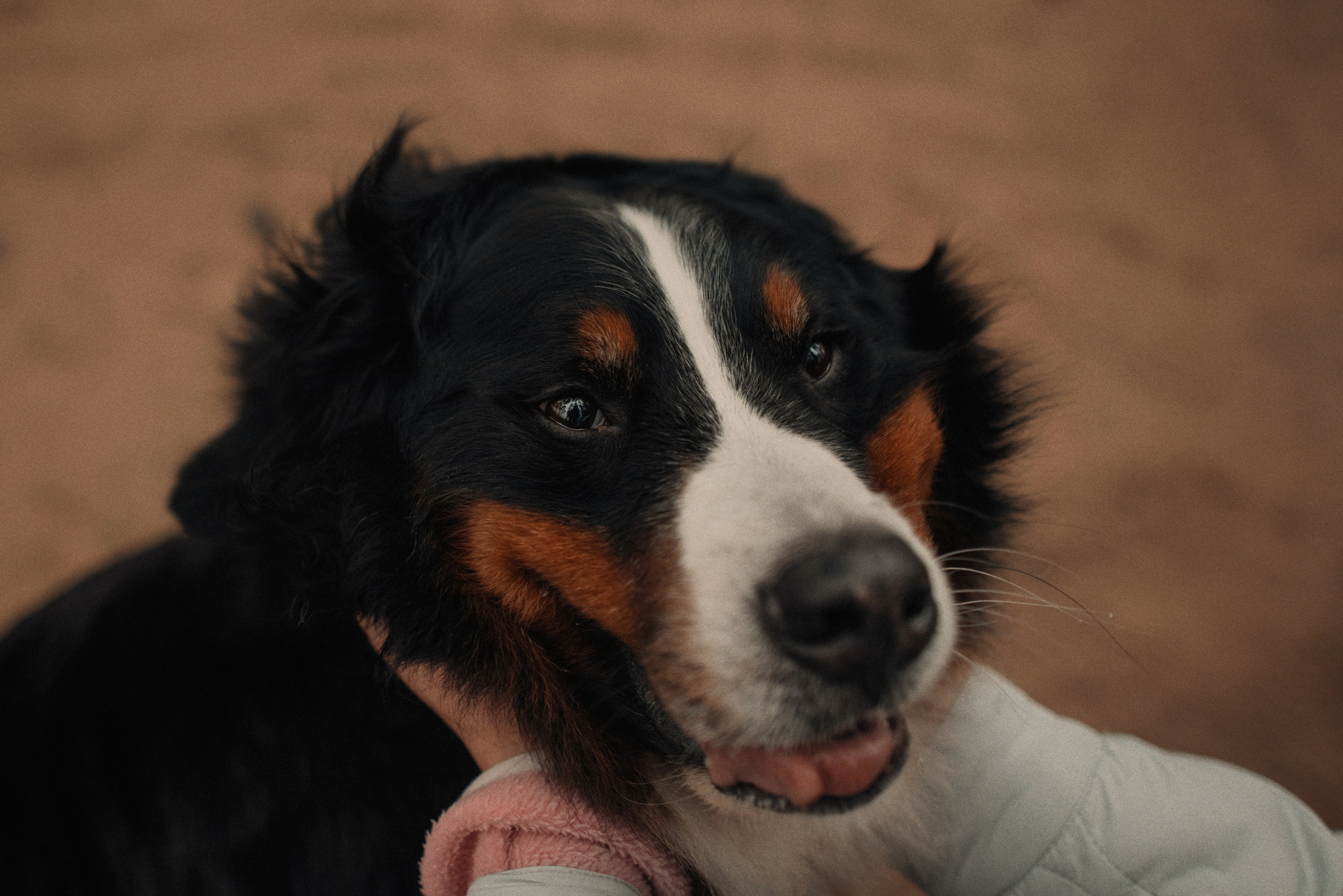 Прогулка: берн Пума, Фрэнк и Юля в Питере. Портфолио