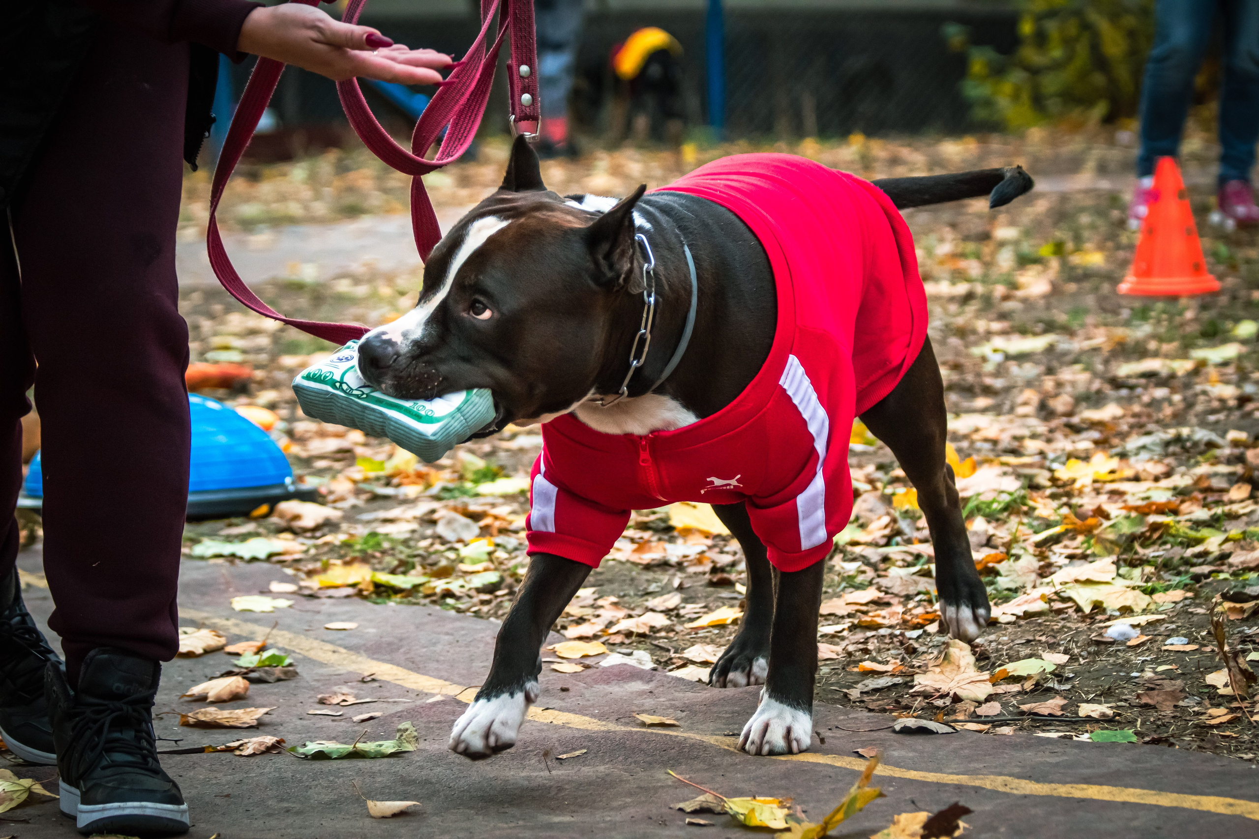 Костюмированный парад собак. Фотограф анималист — Тула, Москва