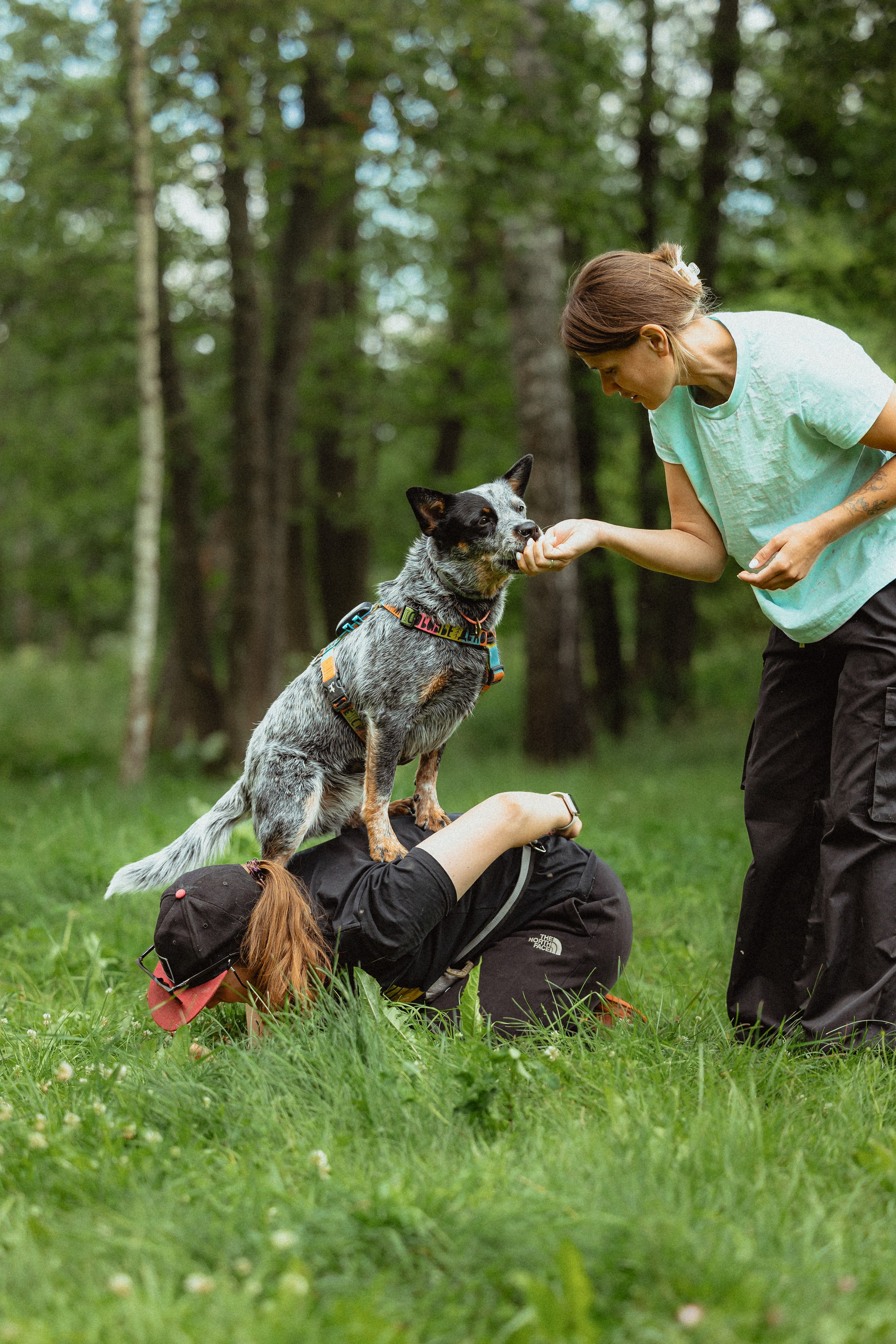 Выездной дог-тренинг от школы «Шерсть имею»