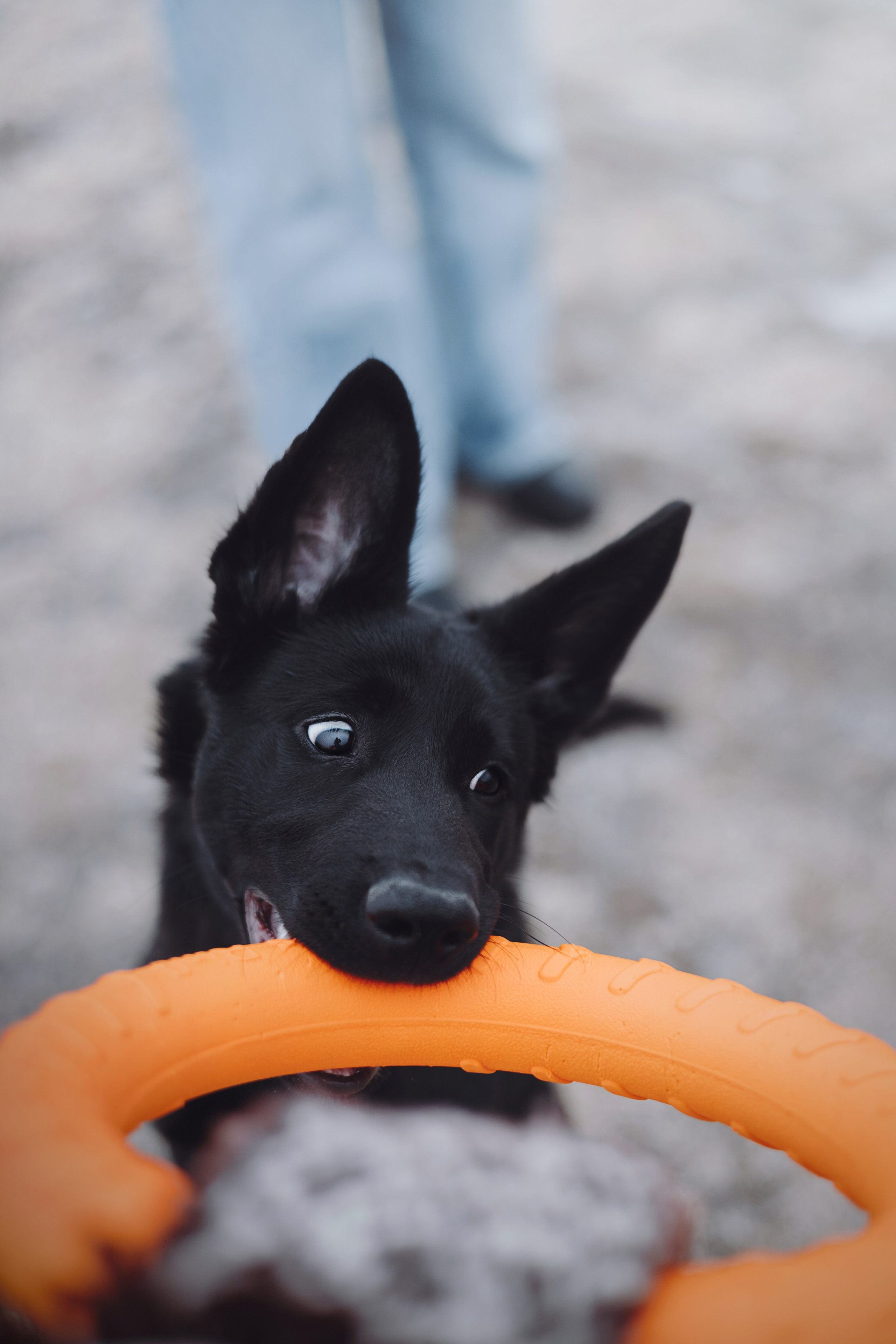 Ксения и Юта. Фотограф — анималист Владивосток, Алина