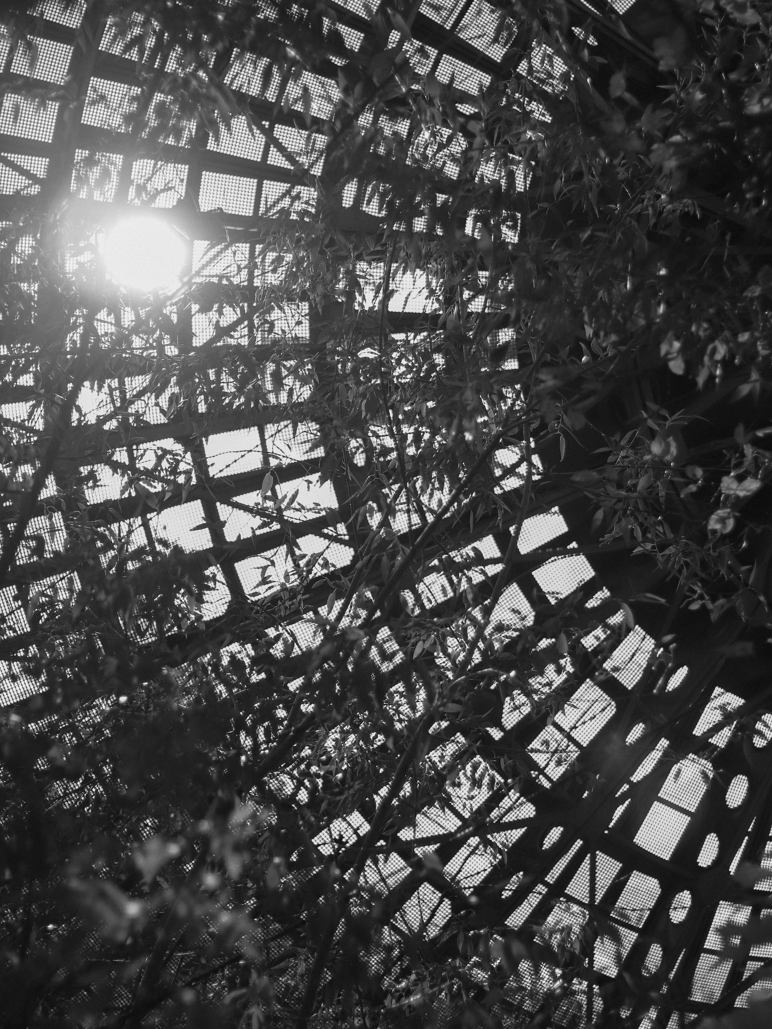 Garden against time. Фотограф и исследователь фотографии из Санкт-Петербурга Елизавета Веприцкая