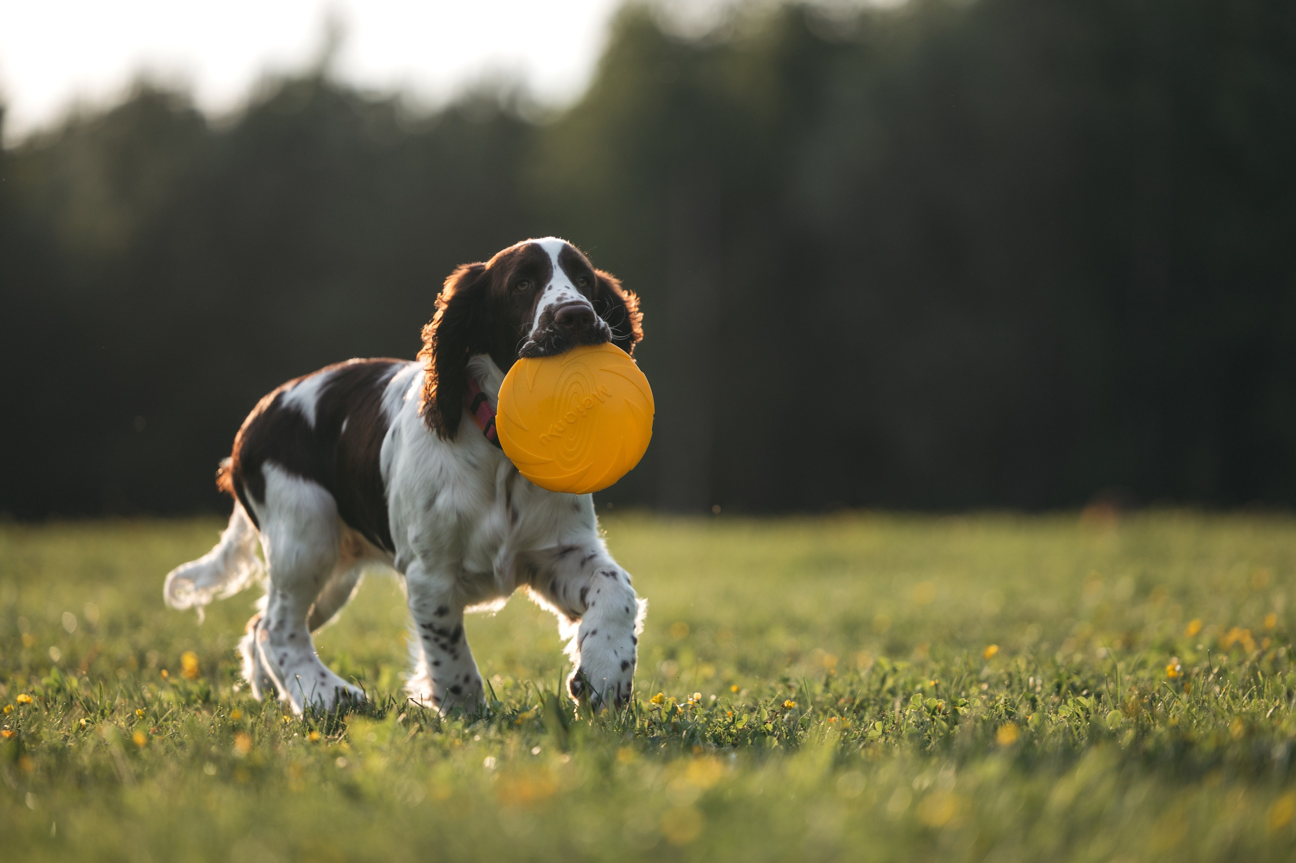На закате. Фотограф Анималист в Москве Анастасия Жучкова