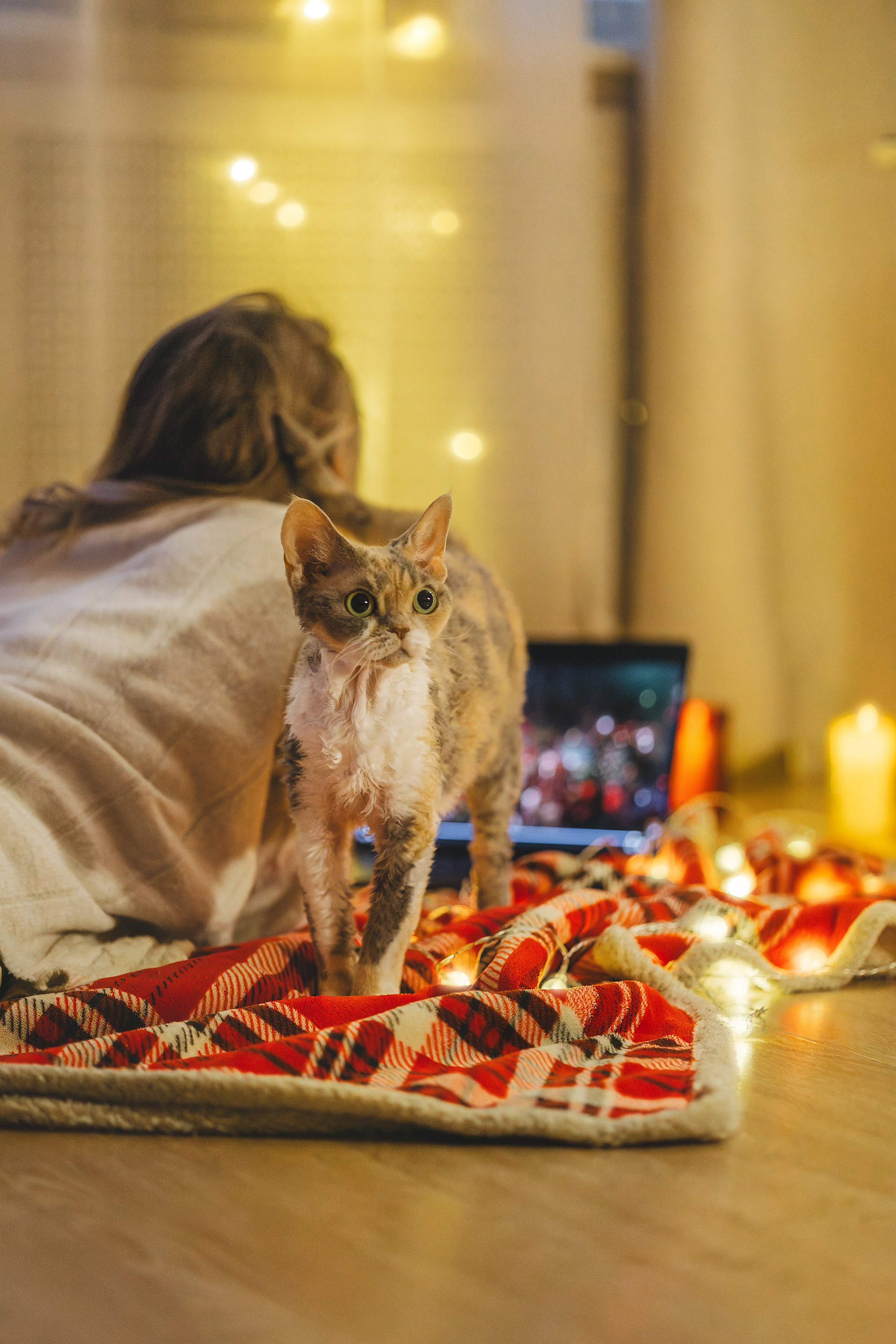Домашняя новогодняя. Фотограф Анималист в Москве Анастасия Жучкова