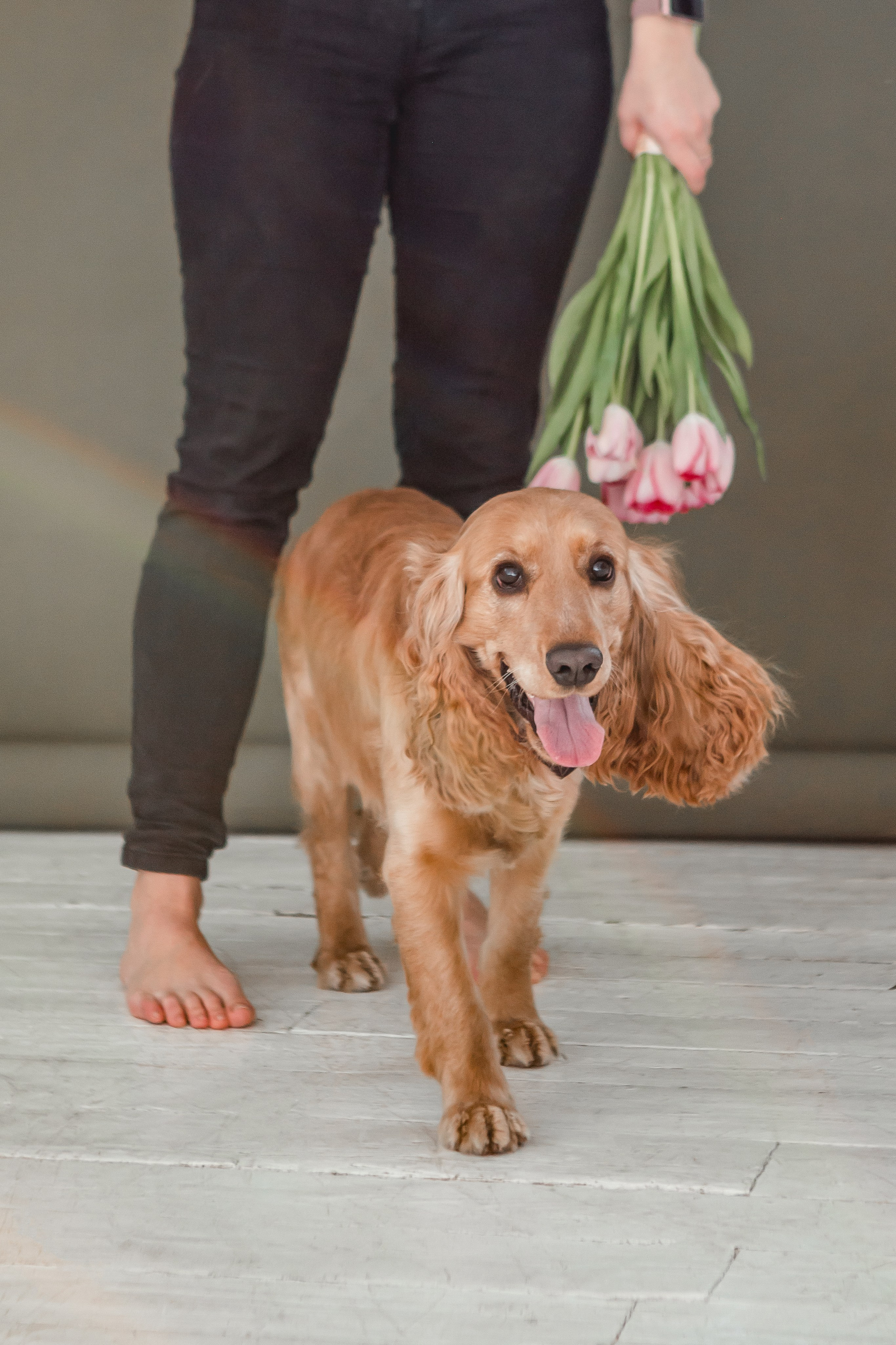 Лада и Барни. Семейный фотограф анималист Мария Крючкова