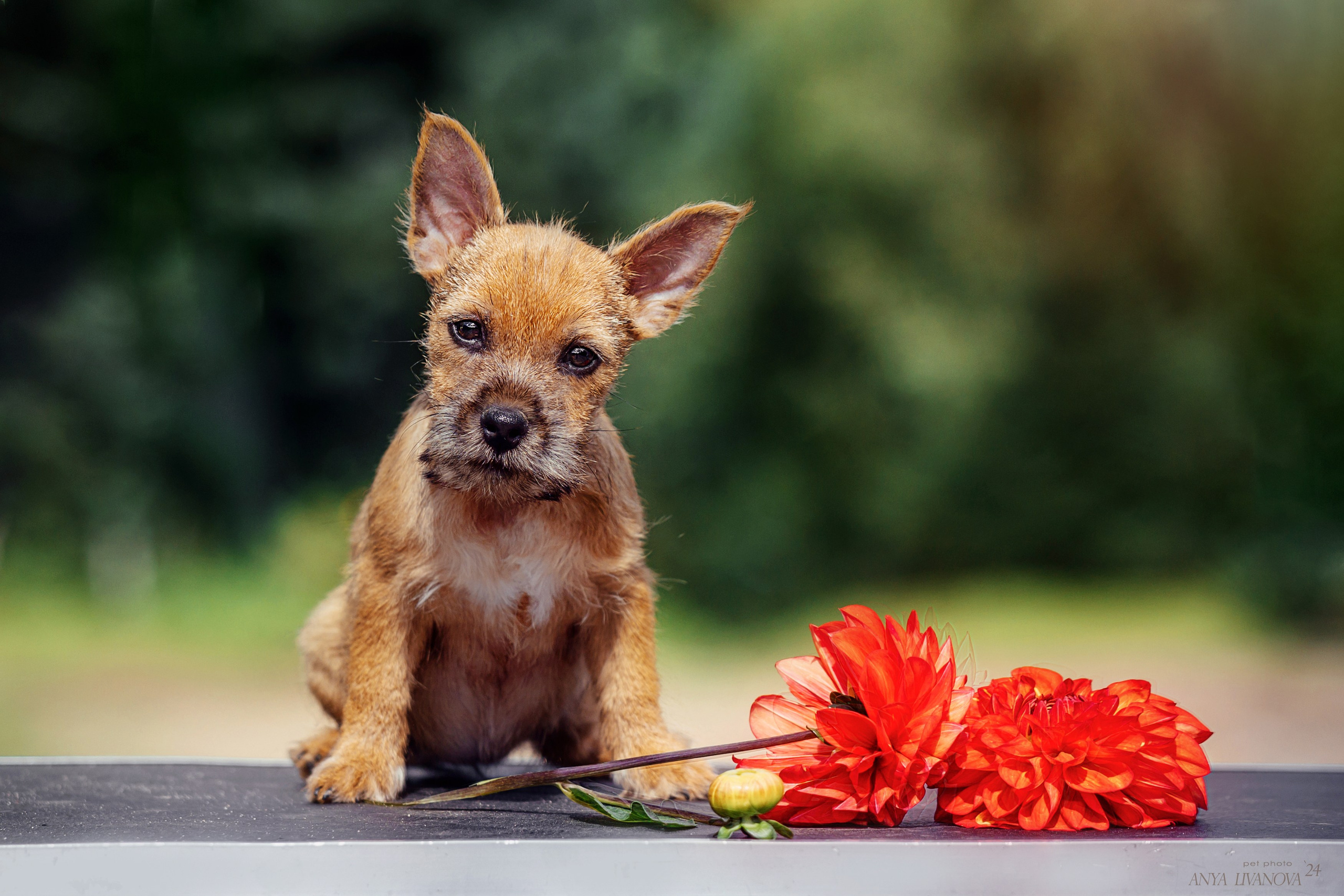 Норвичи. Фотограф анималист Аня Ливанова | Рыбинск