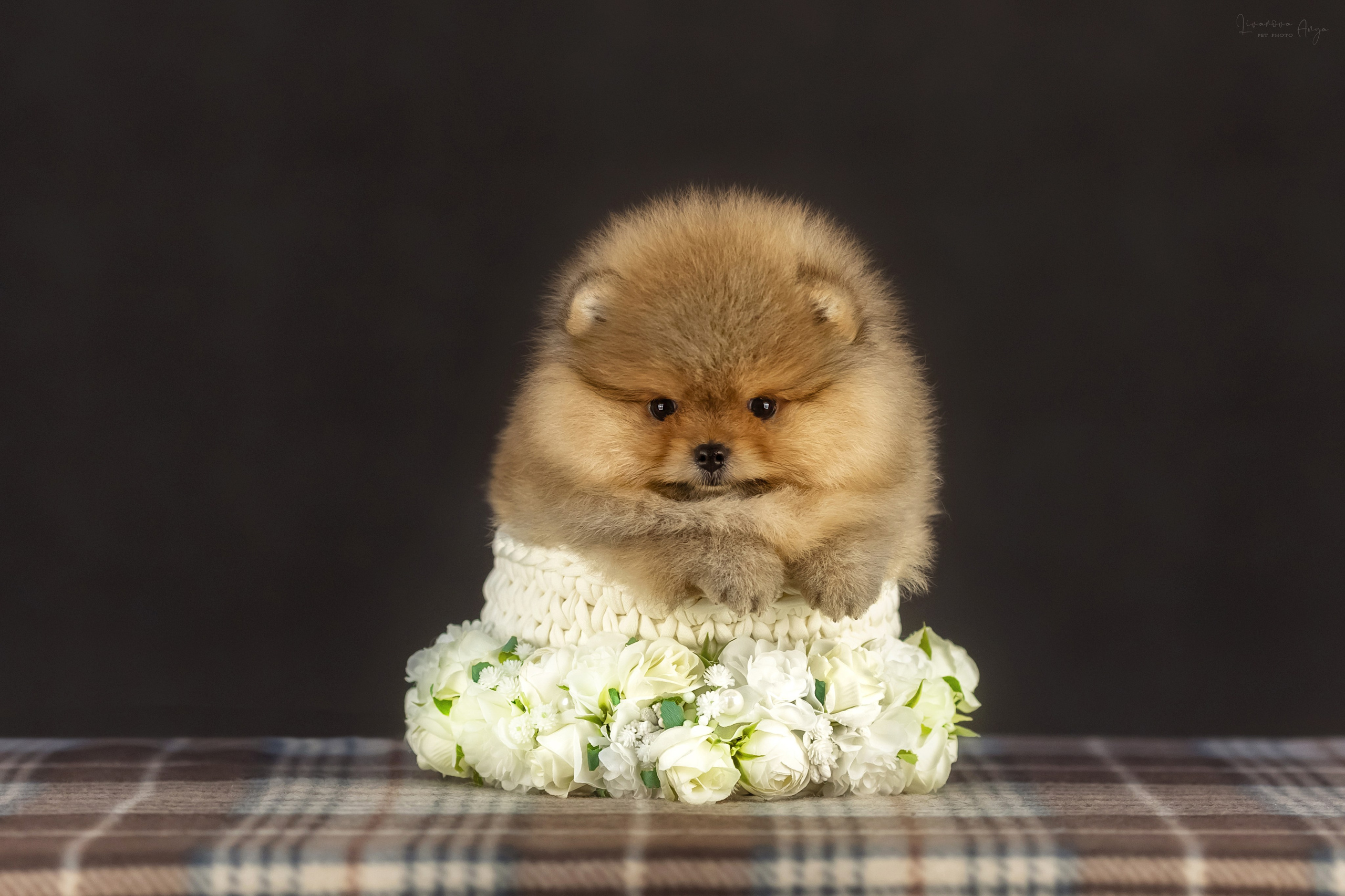 Шпикачки. Фотограф анималист Аня Ливанова | Рыбинск