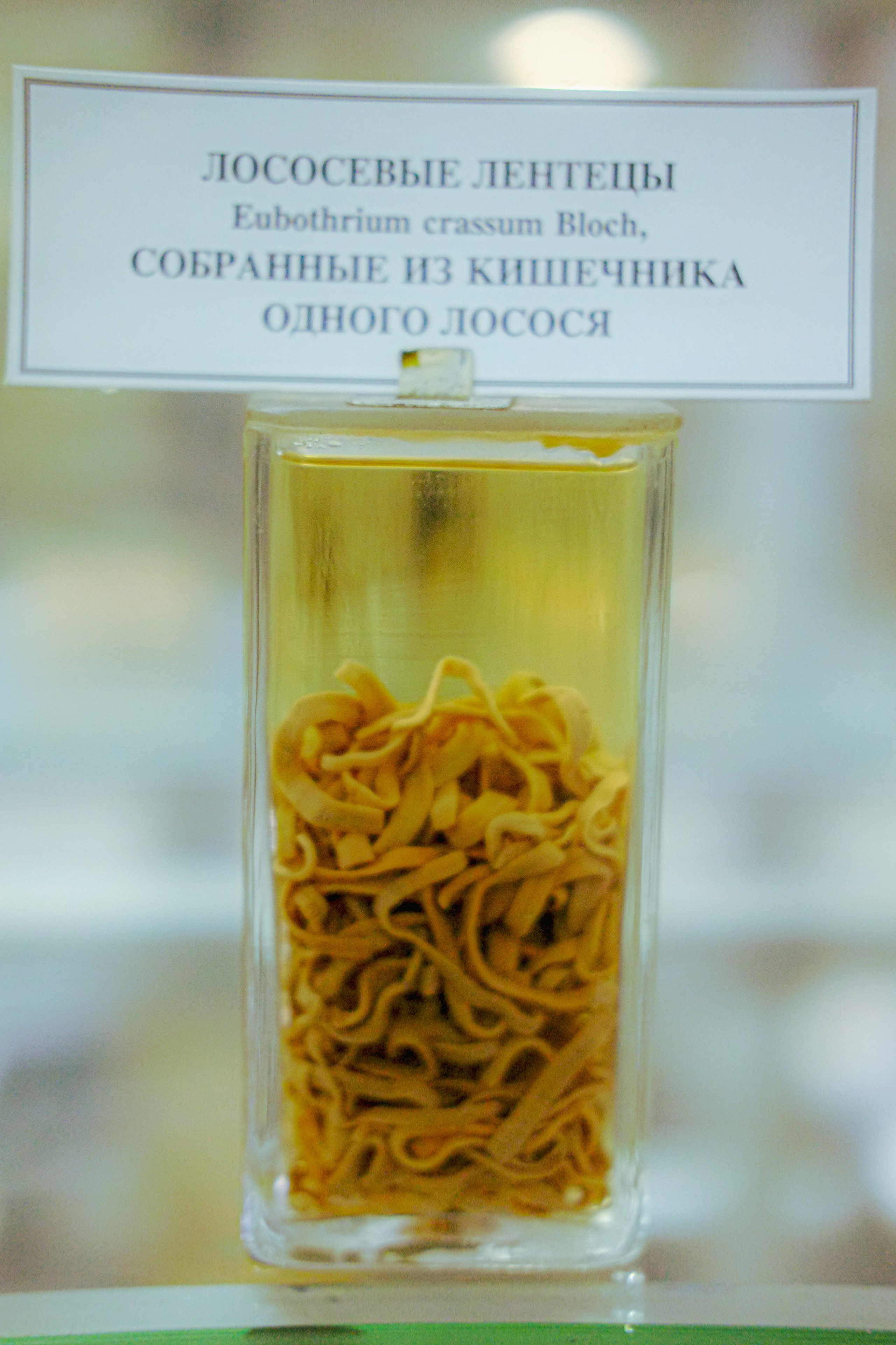 Диковинки зоологического. Софа Катастрофа, Одичание. фотохудожница, креативный продюсер, автор. Nude, eros, портретный фотограф