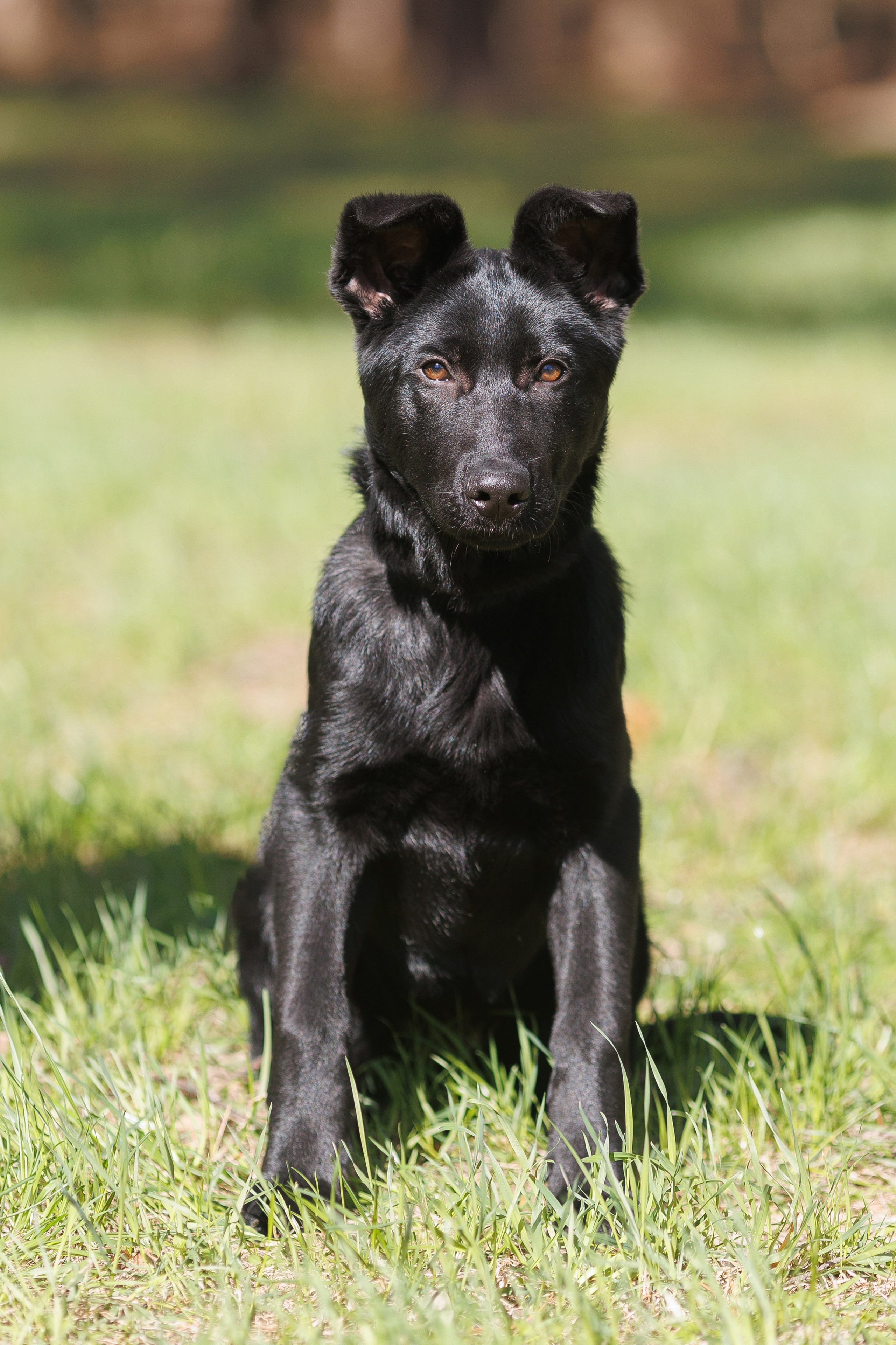 Фотосъемка собак для питомника немецких овчарок. Репортажный фотограф Борис Геер