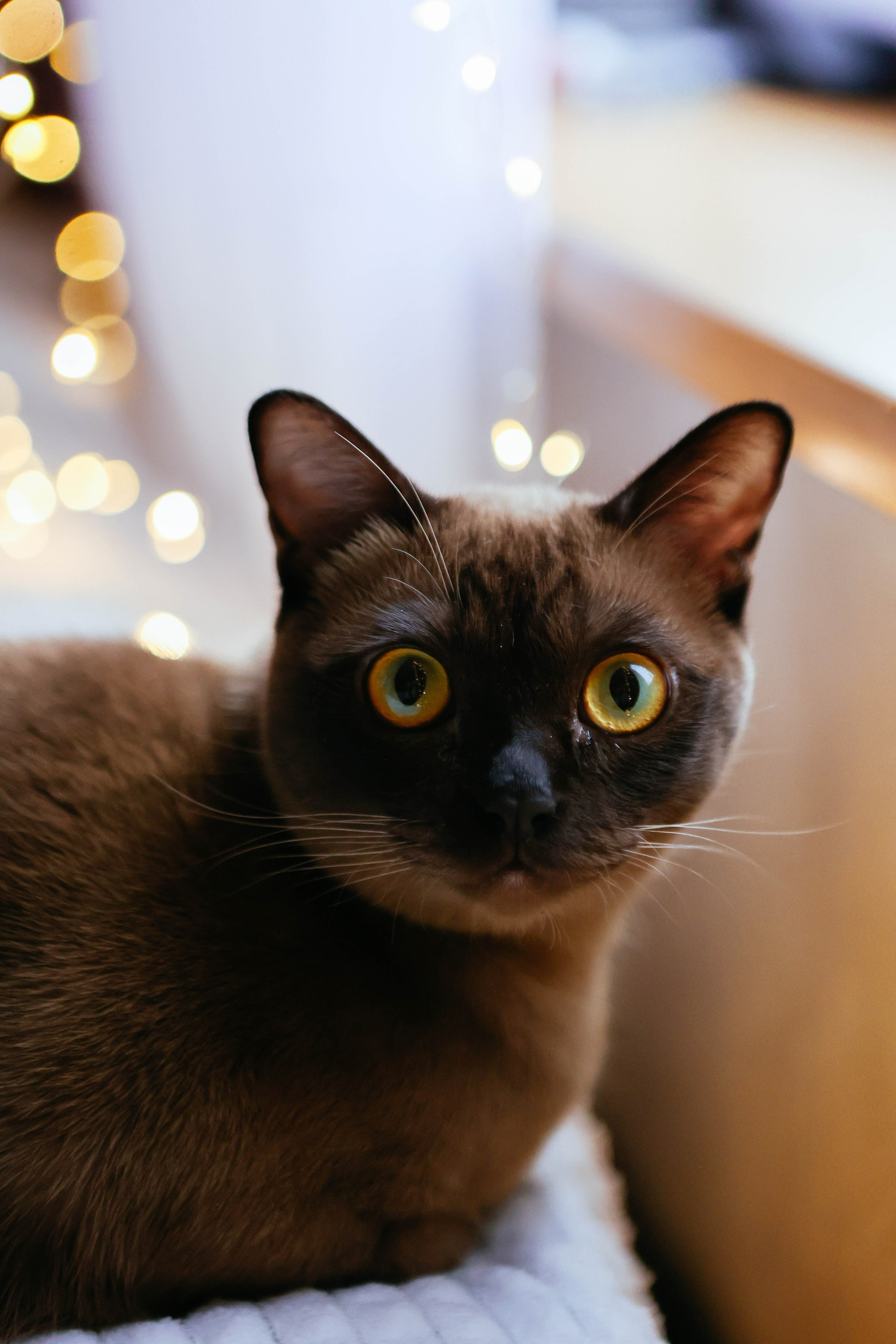 Тимоша. Наталья Косьянова. Ваш фотограф. Москва