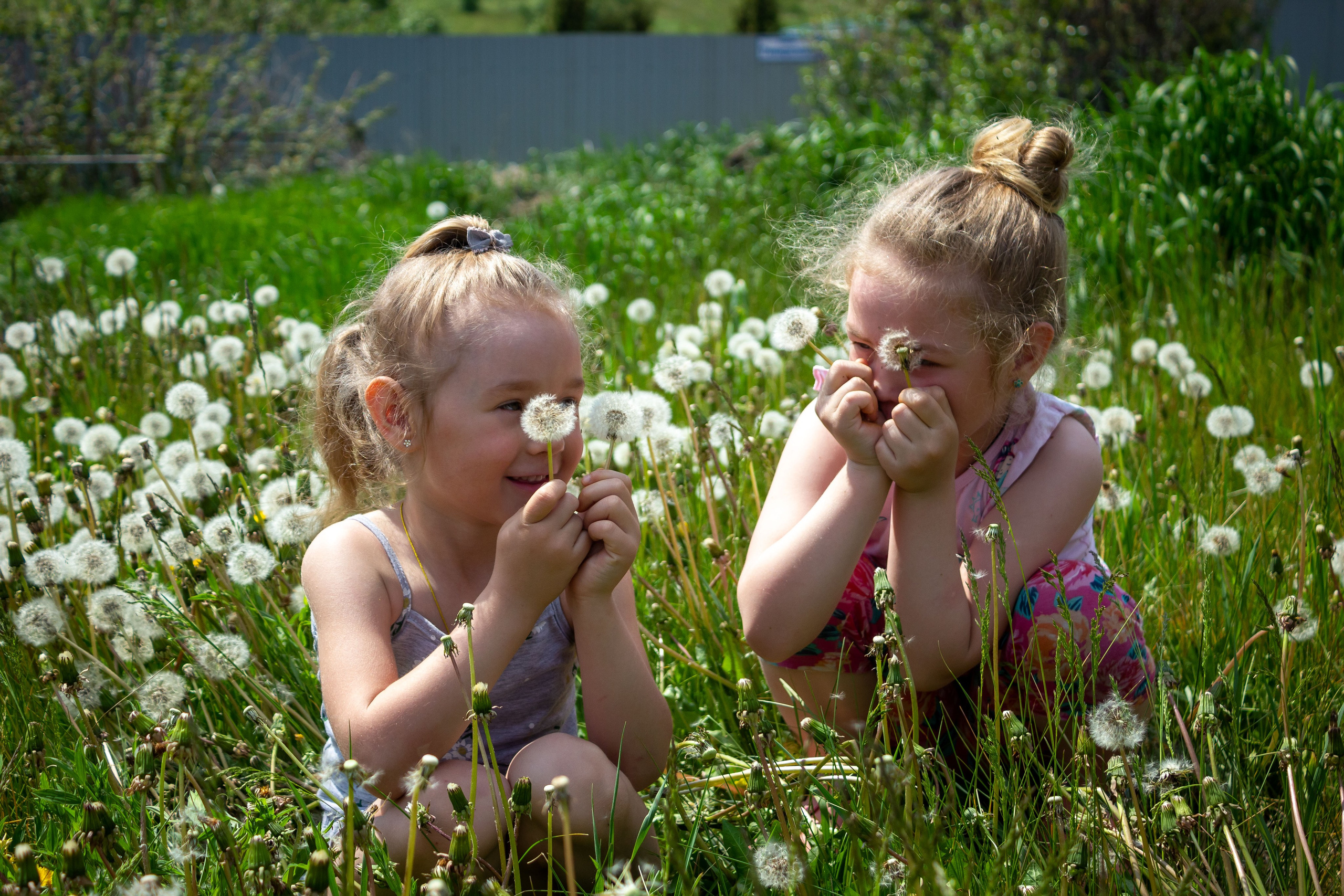 Одуванчики. Фотограф в Богдановиче Анна Сантяпова