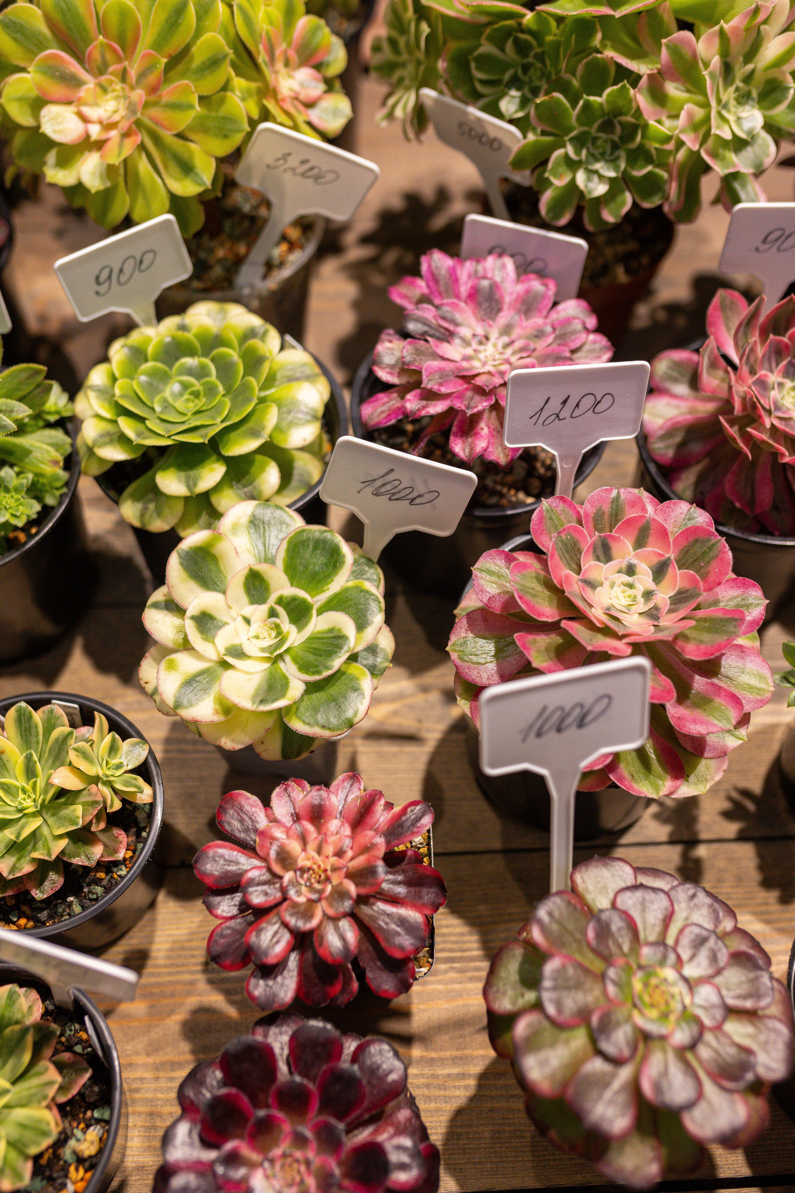 Ярмарка Green Rare 20.09.25. Александра Куликова фотограф, Москва