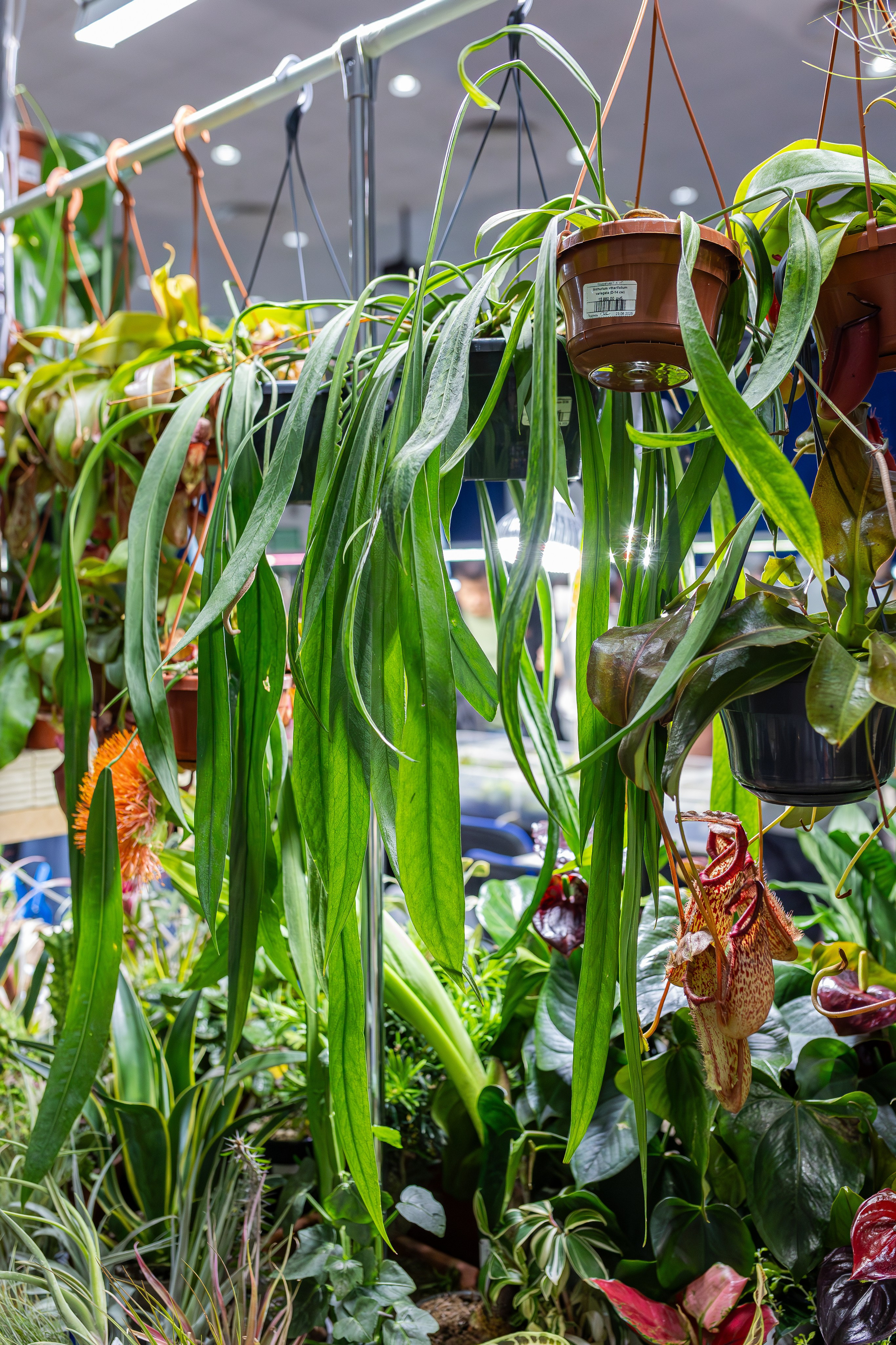 Монстериум апрель 2026. Александра Куликова фотограф, Москва