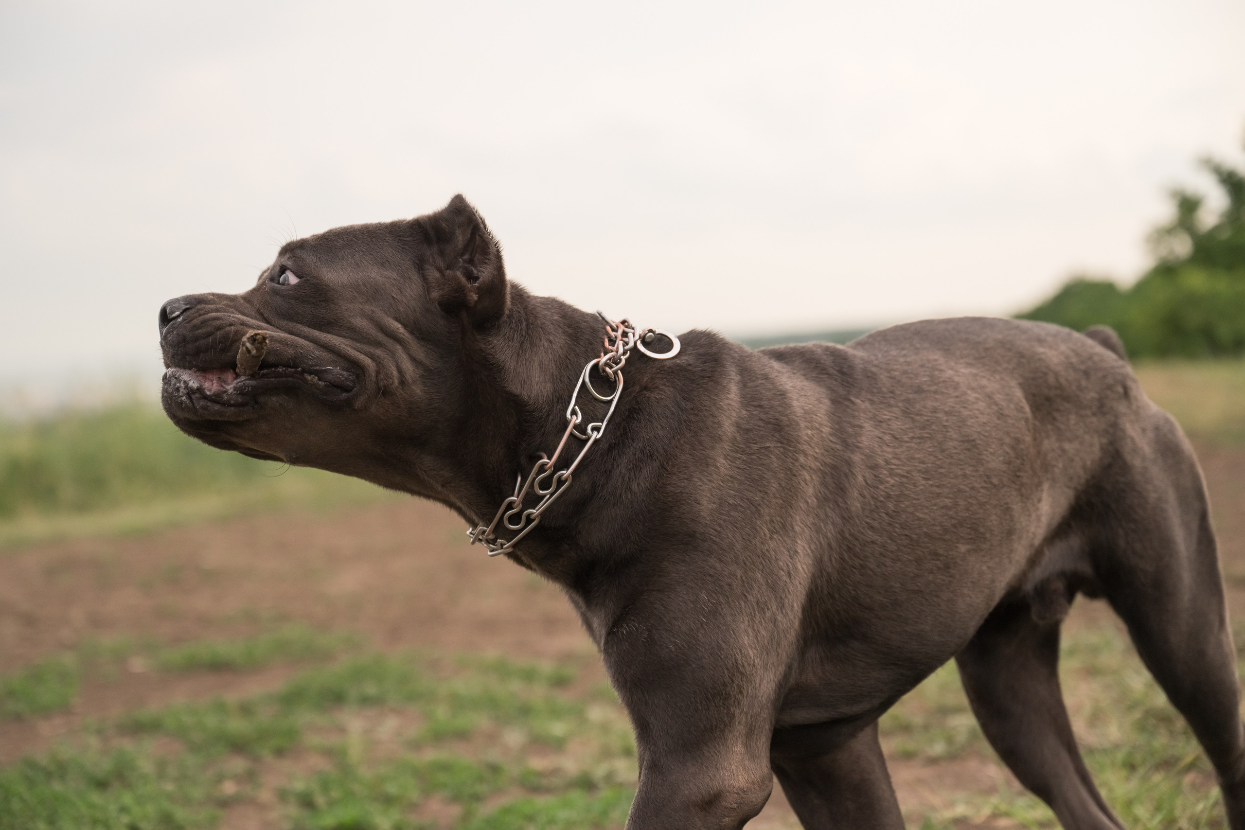 Дина, Яна и Лео. Фотограф Саратов Юлия Петрова