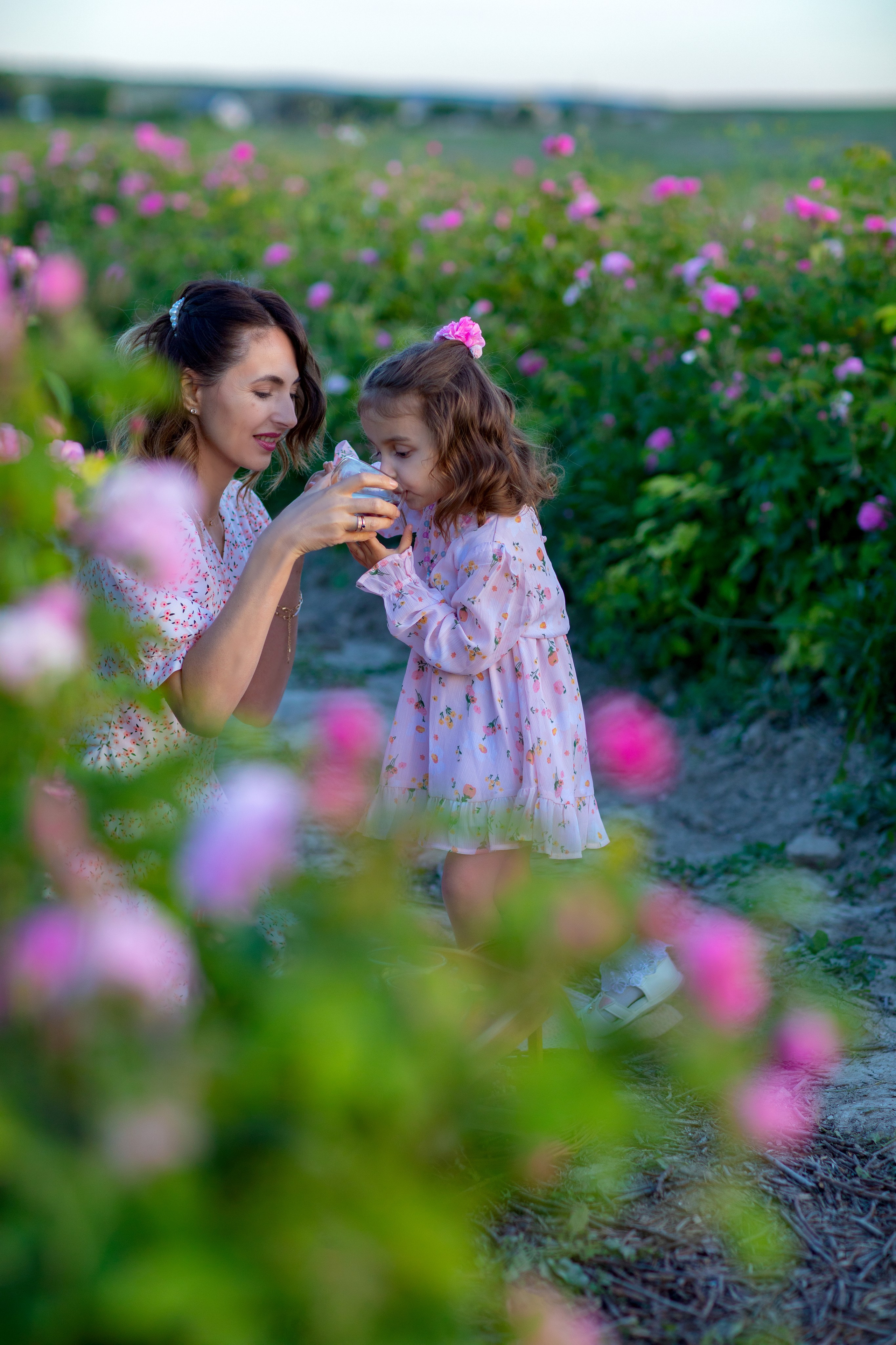 Чайная роза. Фотограф Севастополь/Крым Светлана Евтушенко