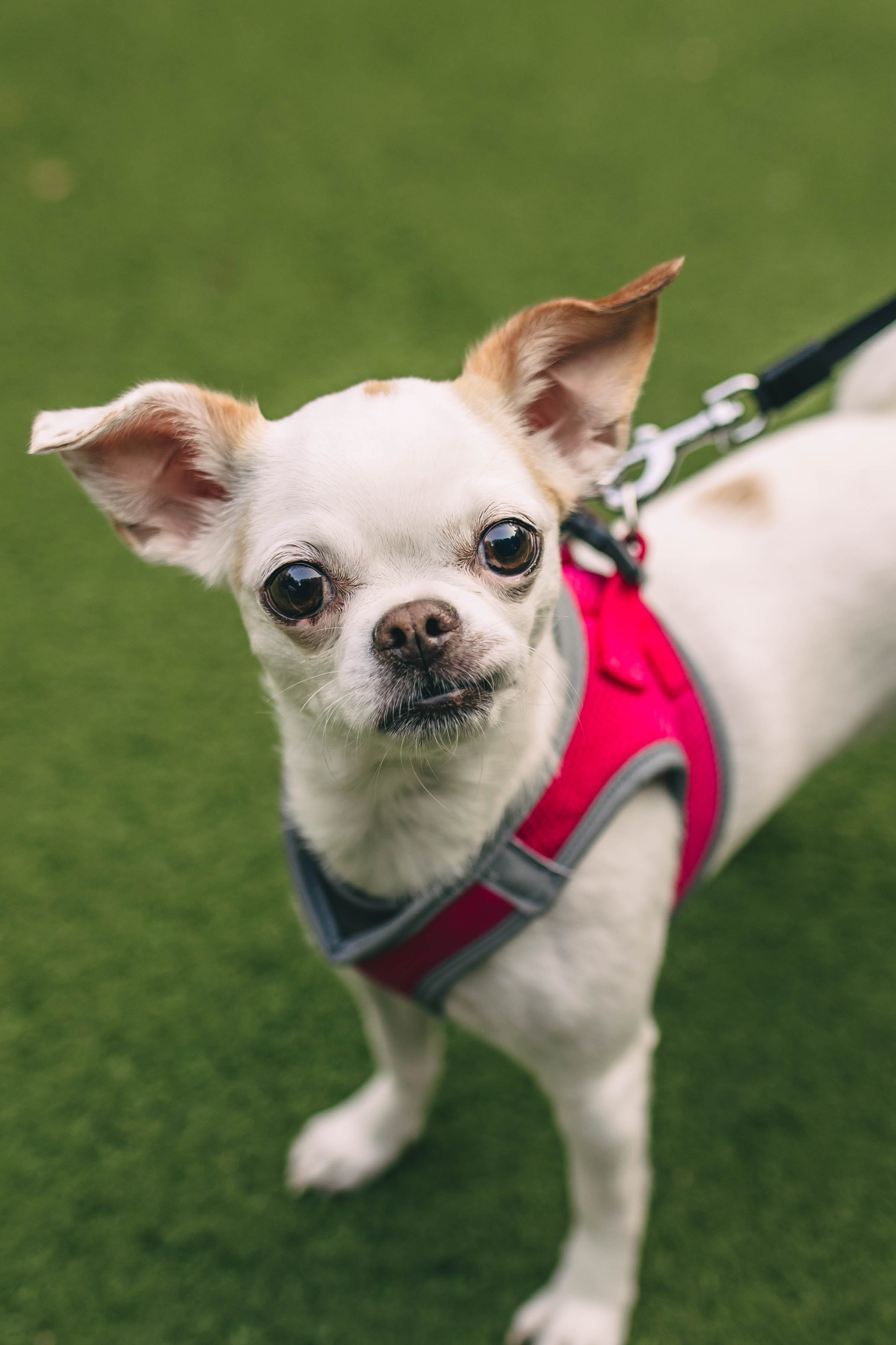 Pet-Party + Live-music |Парк Культуры. Фотограф в Ставрополе Алина Клочкова