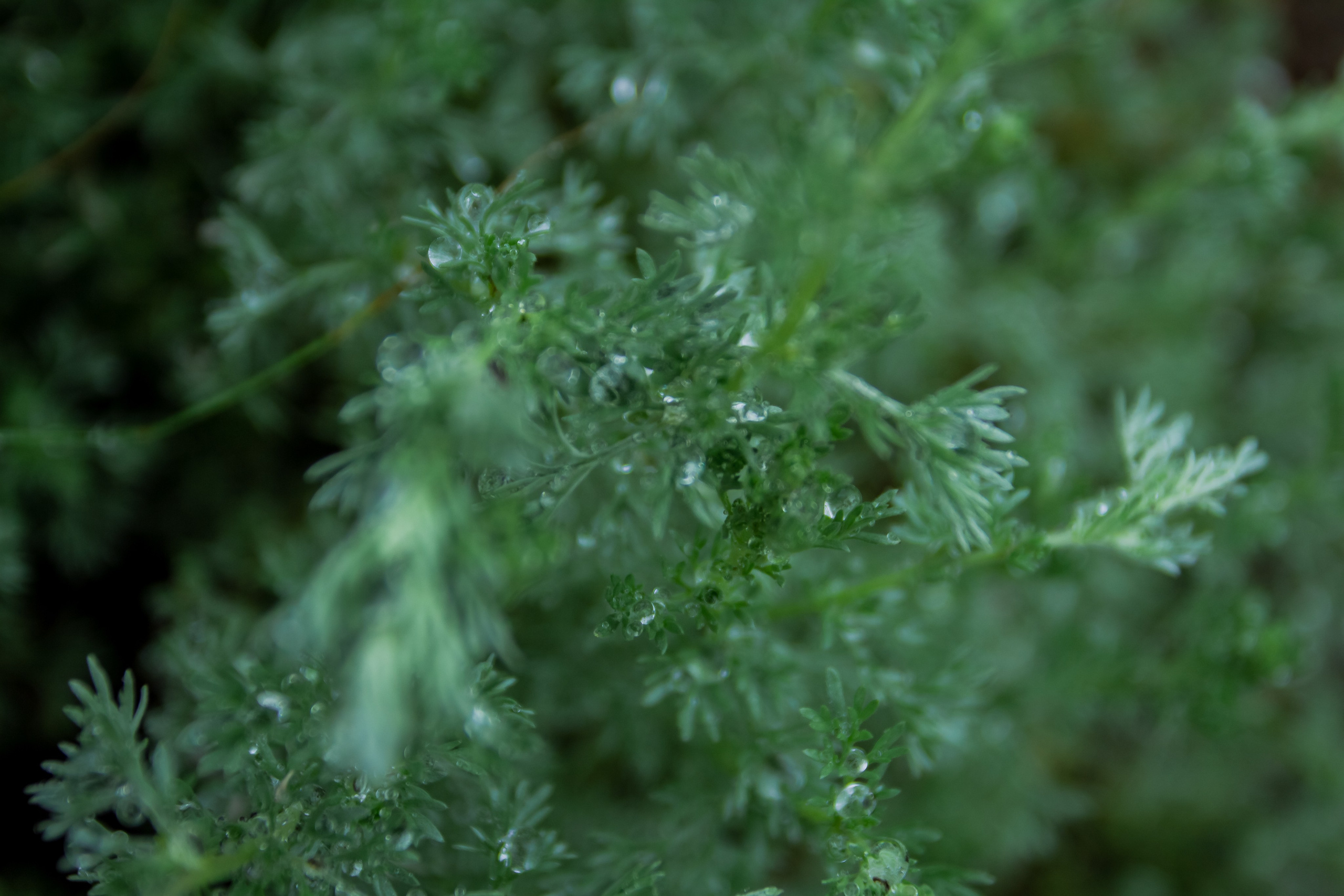 Порог Ревун