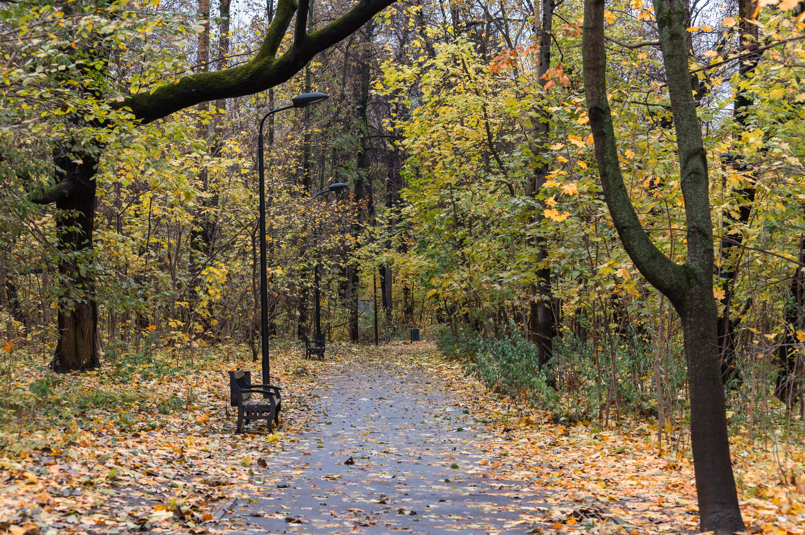 20231031 Нескучный сад. Дмитрий Ремизов. Фотография, как хобби