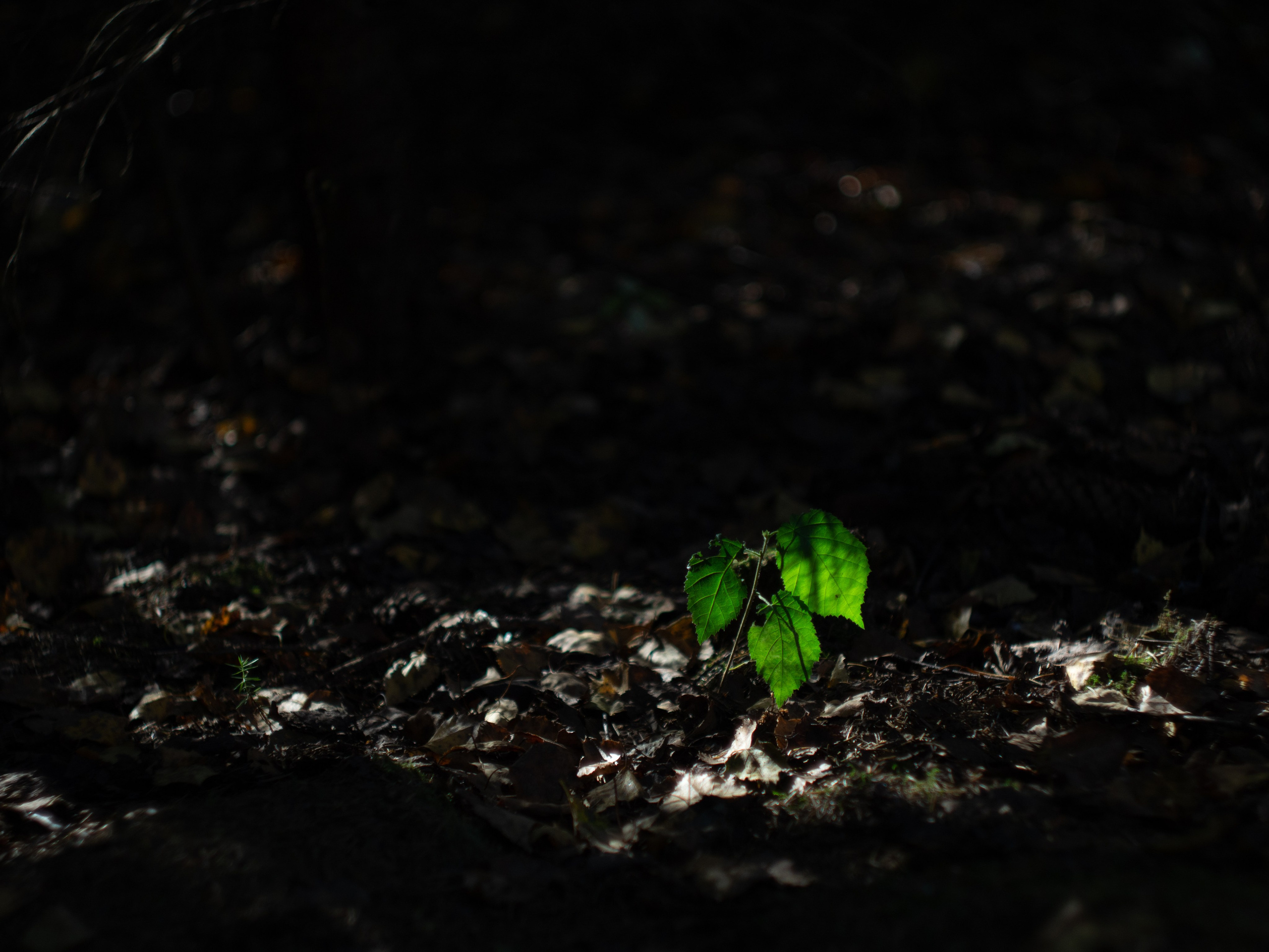 20230923-25 Родники. Дмитрий Ремизов. Фотография, как хобби