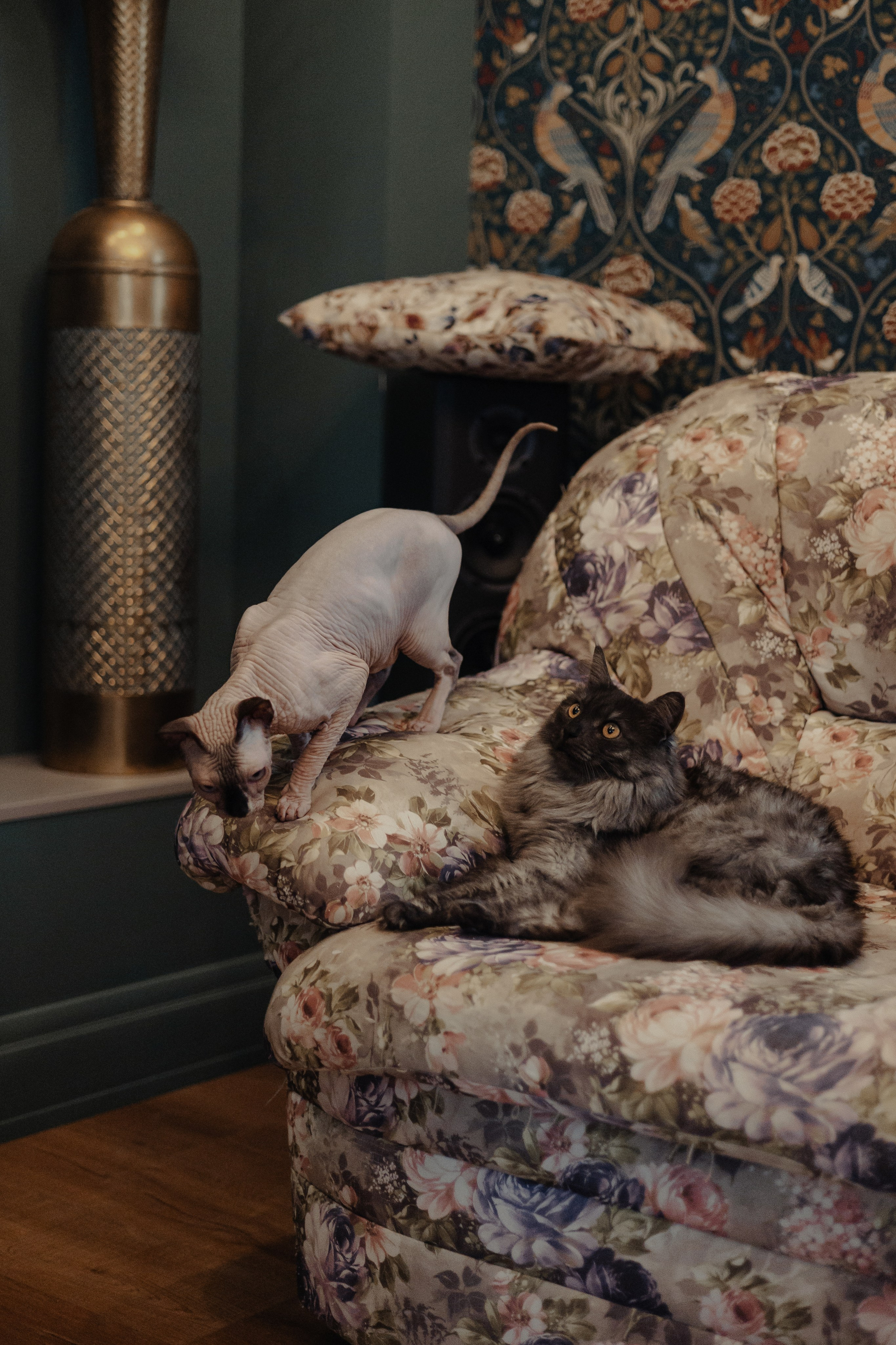 Алина, Илья и их хвосты. Фотограф Анималист Екатерина Справцева в Нижнем Новгороде