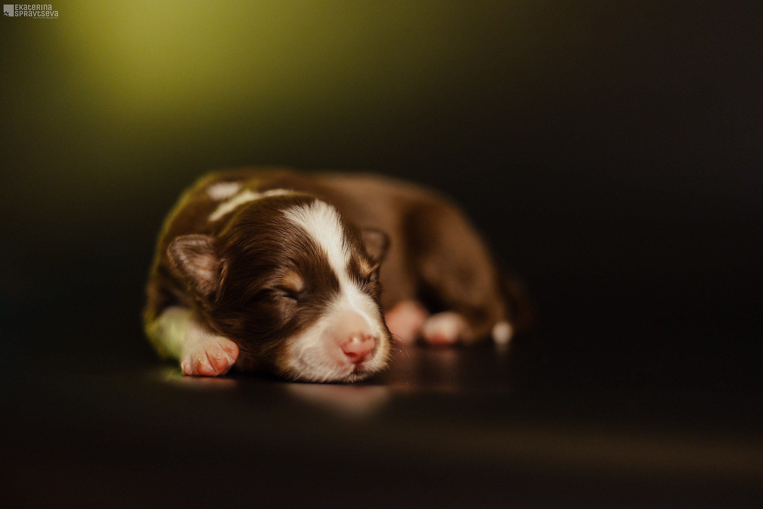 Щенки бордер колли от Ап х Ра. Фотограф Анималист Екатерина Справцева в Нижнем Новгороде