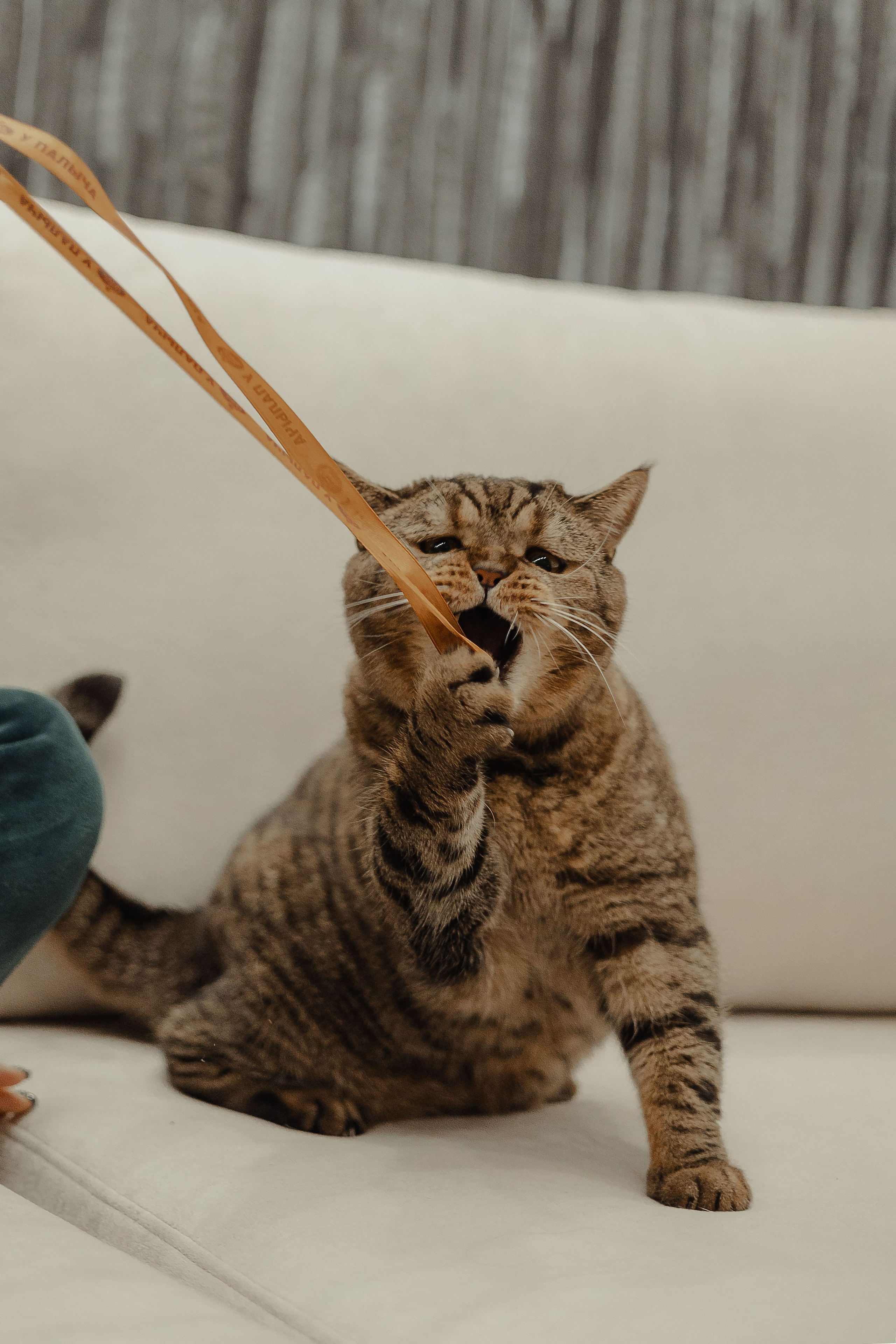 Иксик, Маффин и Надя. Фотограф Анималист Екатерина Справцева в Нижнем Новгороде