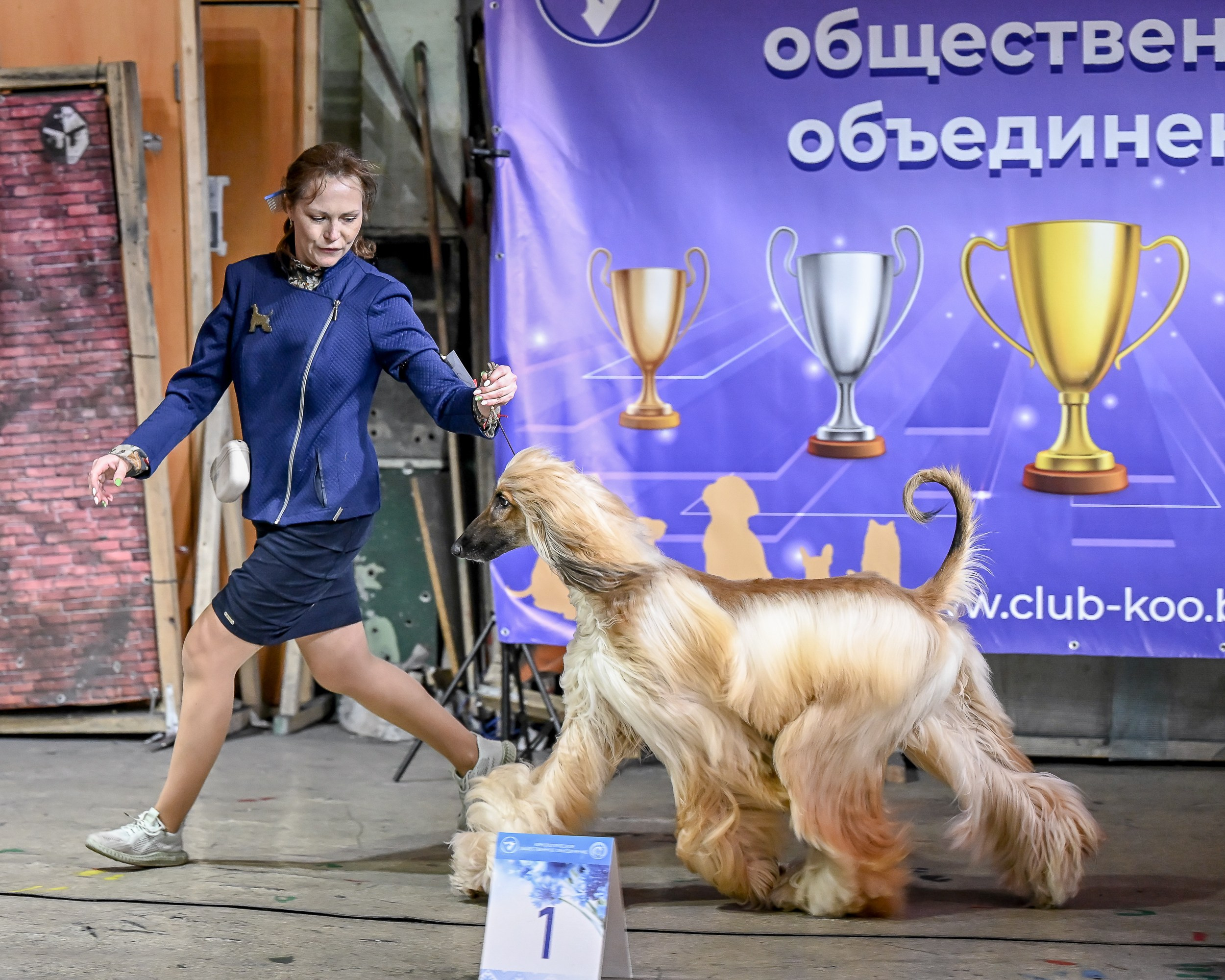 29.03.2026 KOO. Галерея фотографий афганской борзой