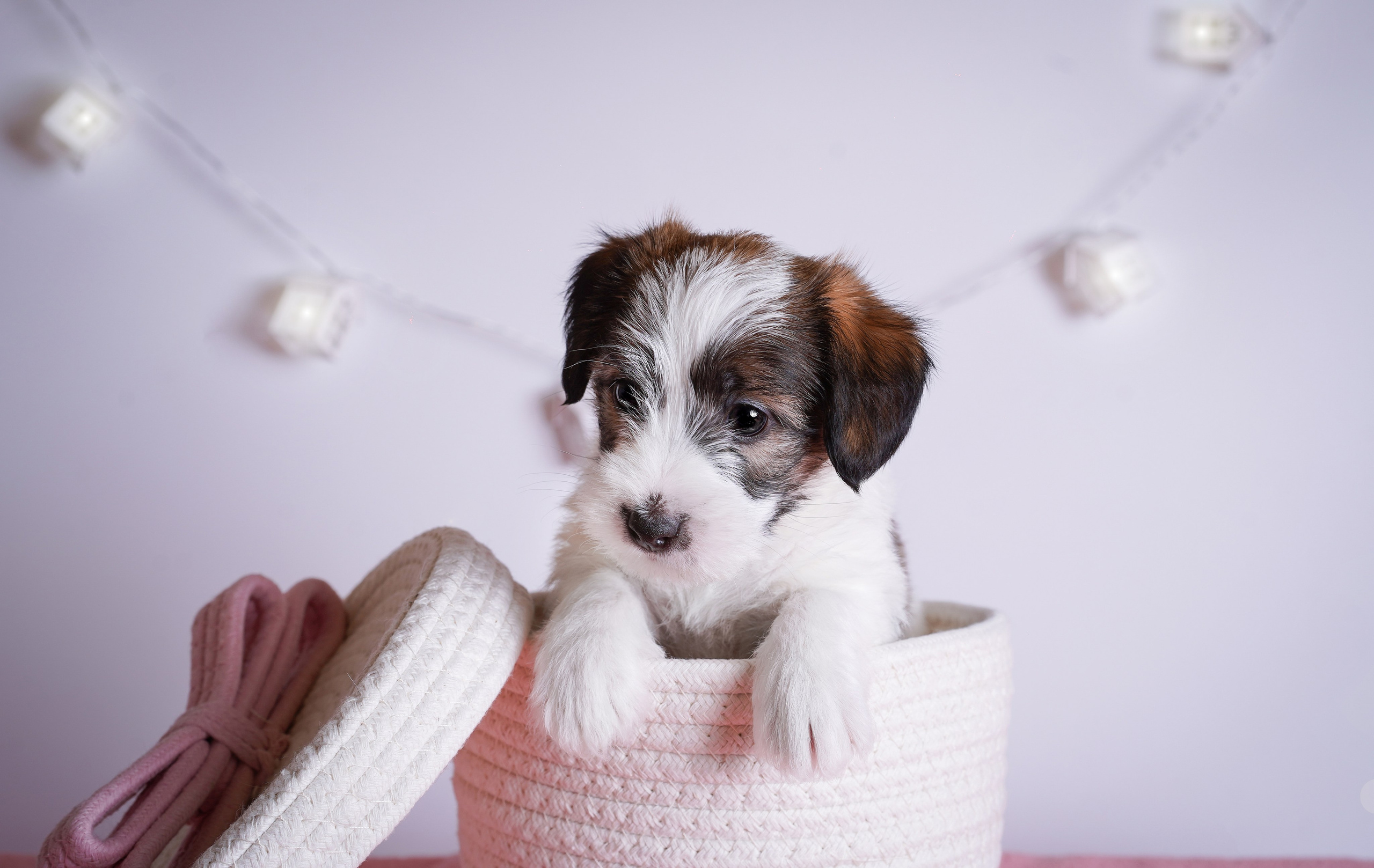 Щенки джек-рассела. Фотограф-анималист в Санкт-Петербурге Яна Мартынова
