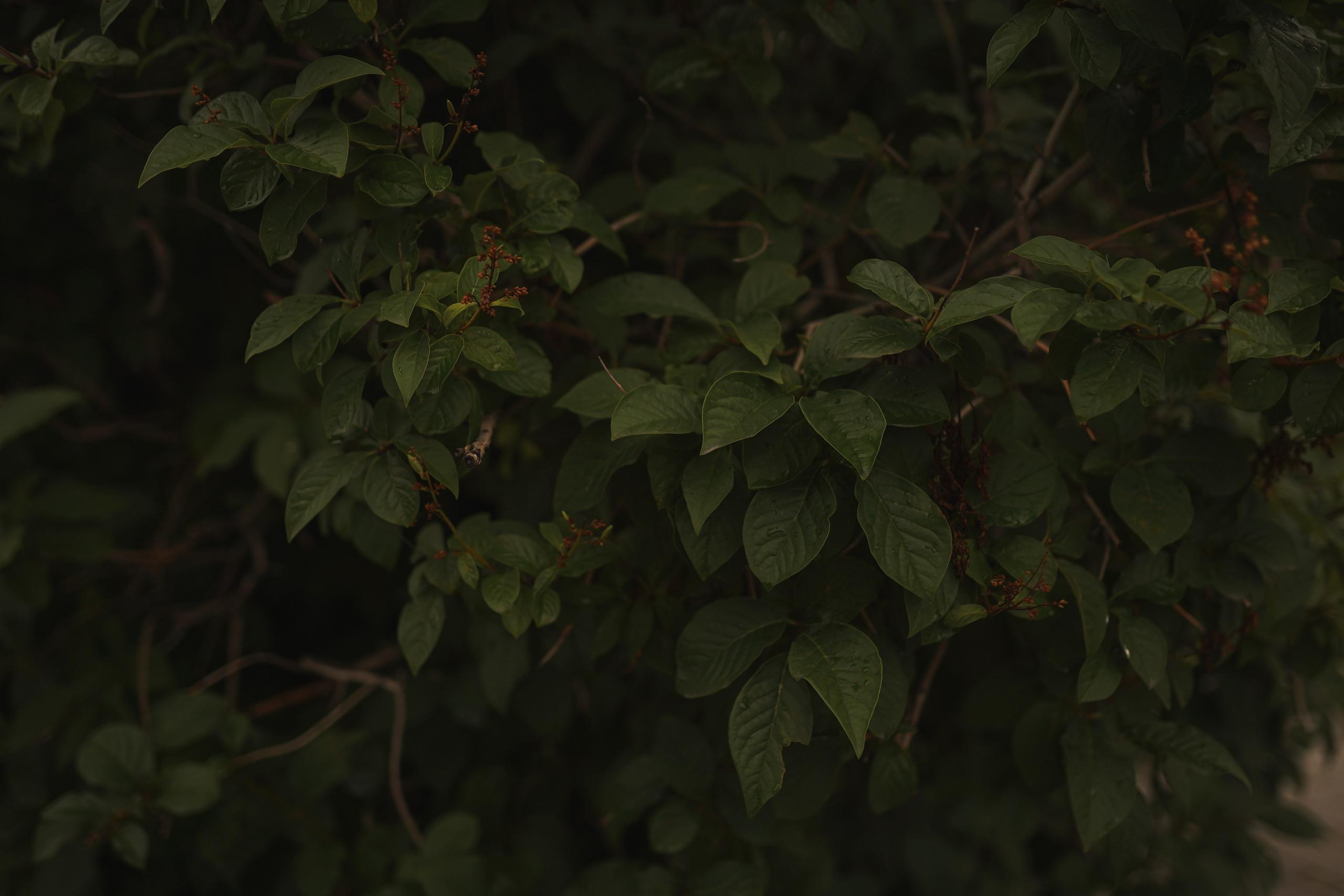 За малиновым солнцем