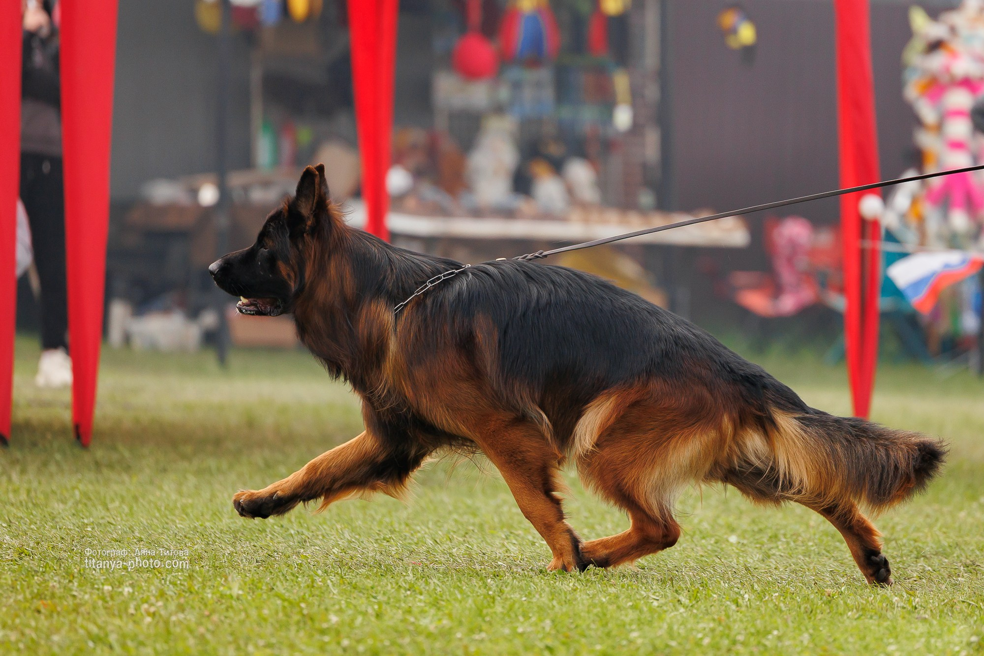 Немецкие овчарки: фото из рингов и вне ринга, мутпроба (фотографии с выставок). Фотограф собак, фотограф-анималист Аня Титова (Titanya). Москва