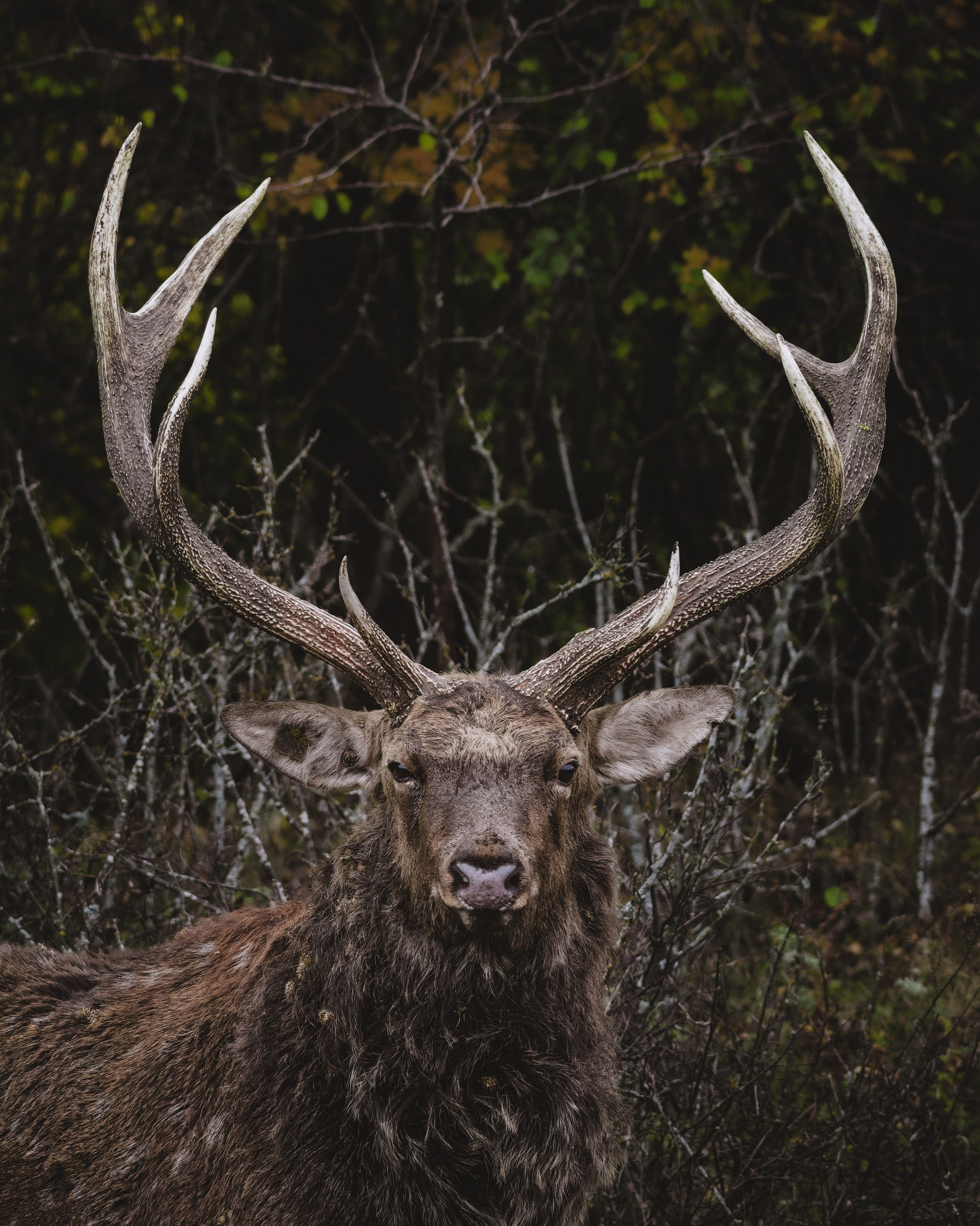 Lipetsk 2024. Anton Chernov | Wildlife photographer