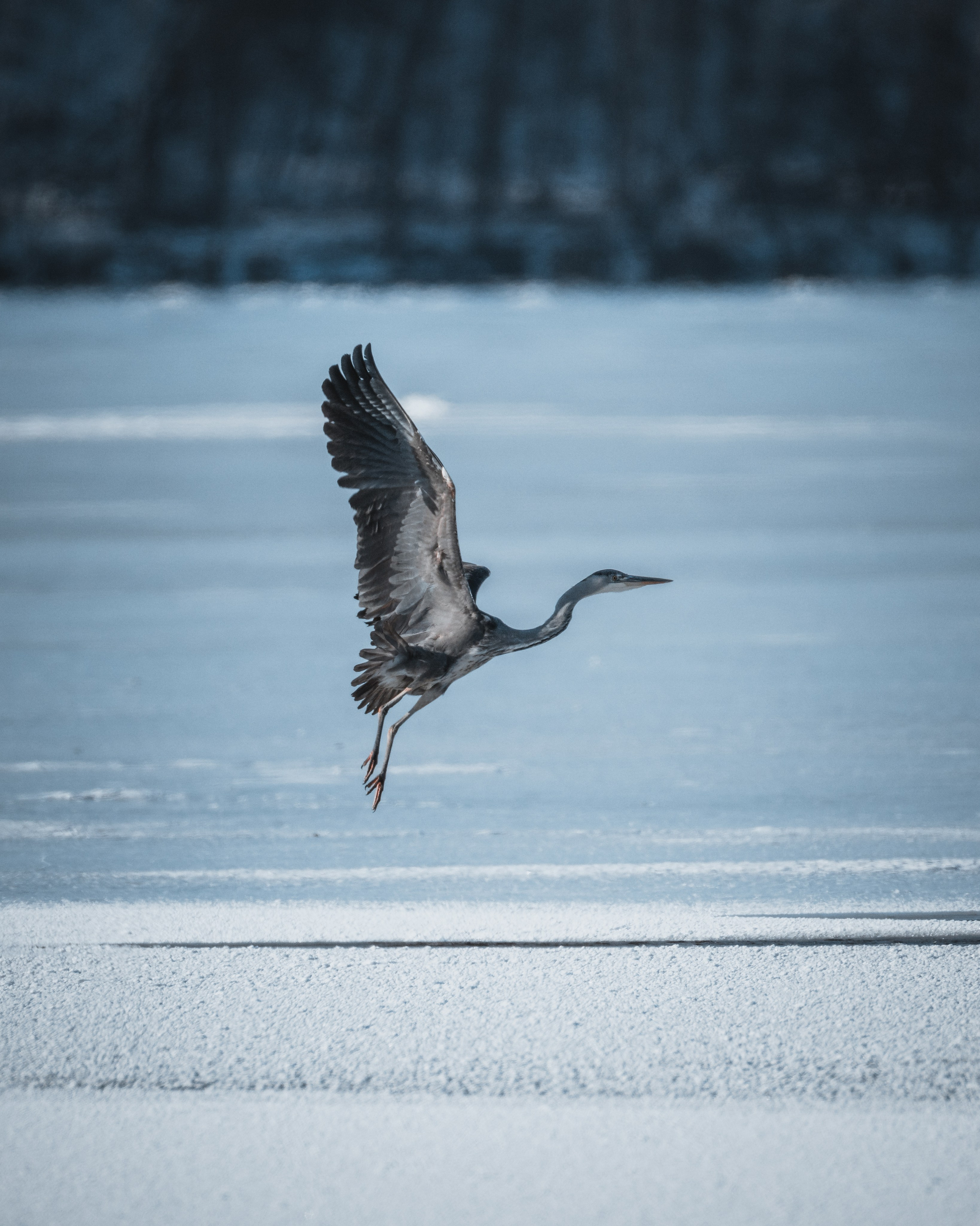 Voronezh 2026. Anton Chernov | Wildlife photographer