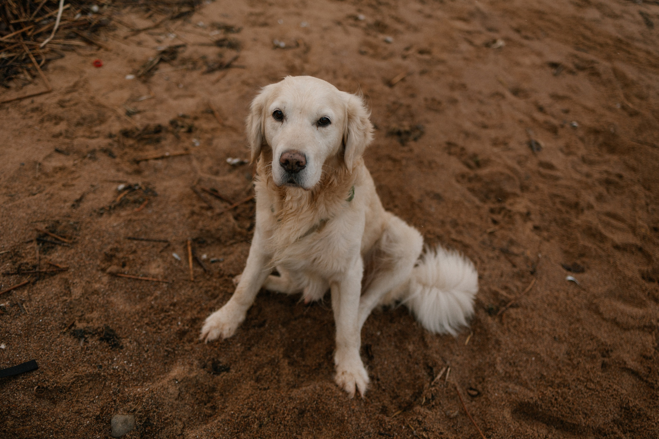 Ирина и Бася. Фотограф — Анималист | Санкт-Петербург