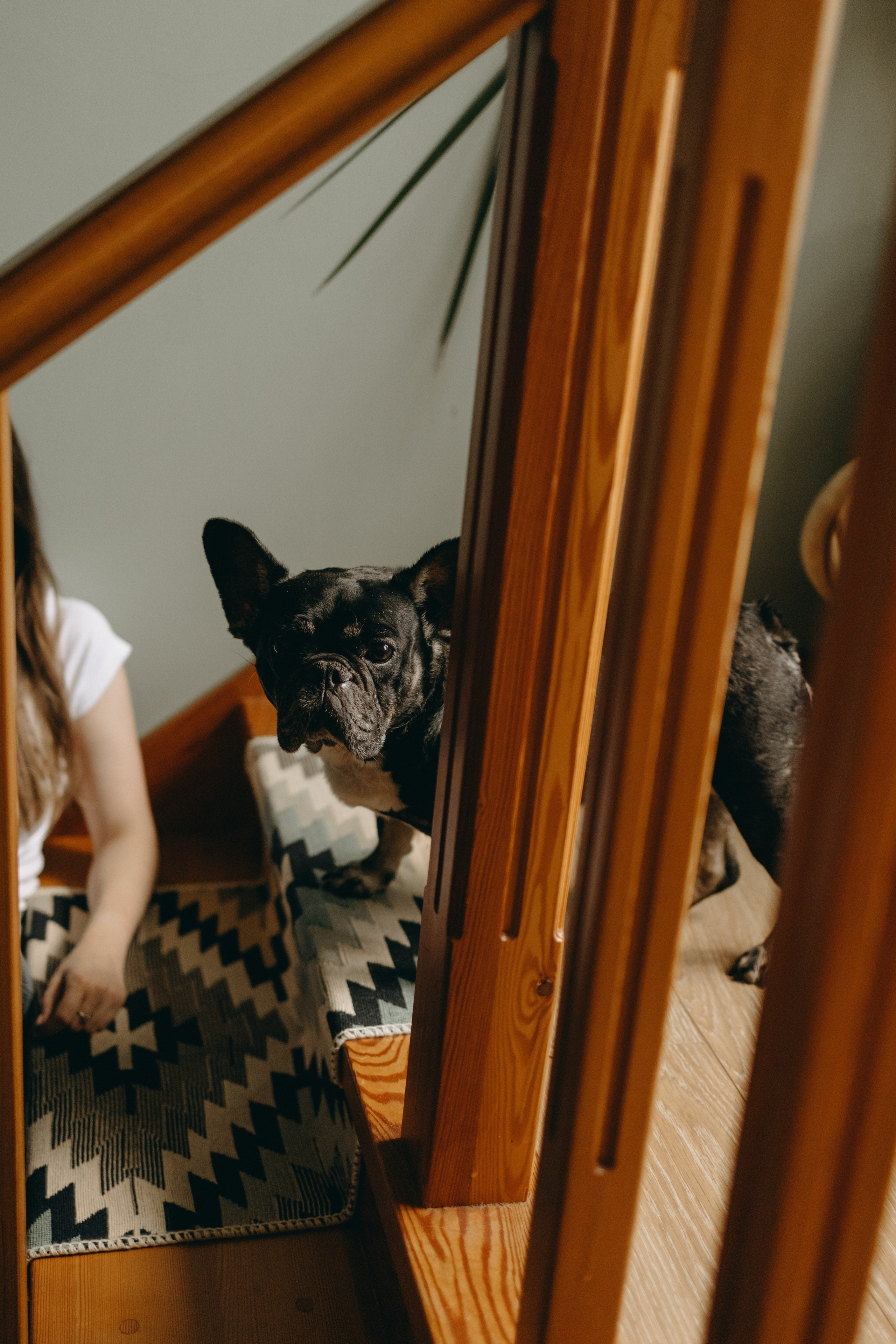 Софа и ее хвостики. Фотограф — Анималист | Санкт-Петербург