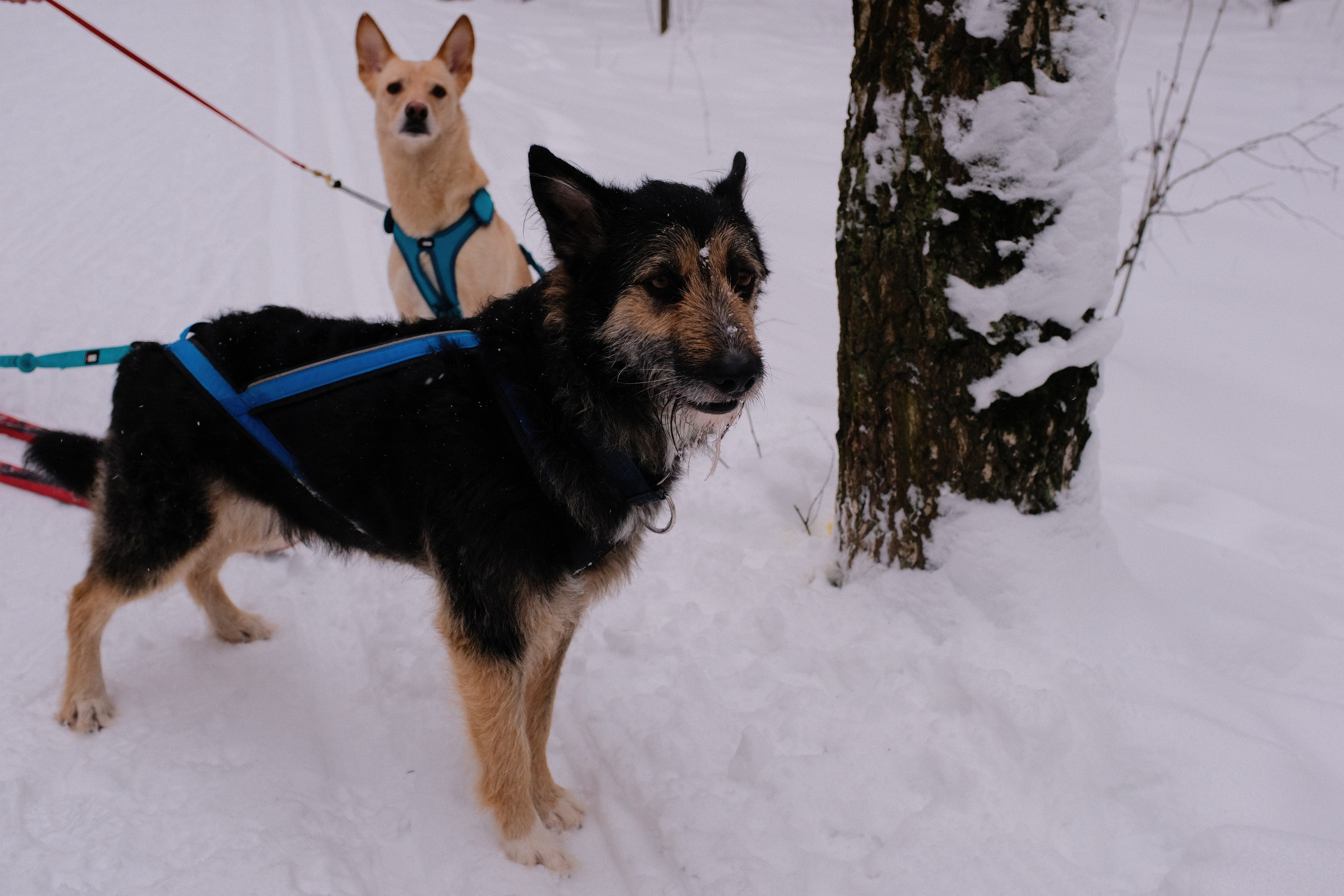 Рик, Листик и их Катя. Дмитрий Бречалов