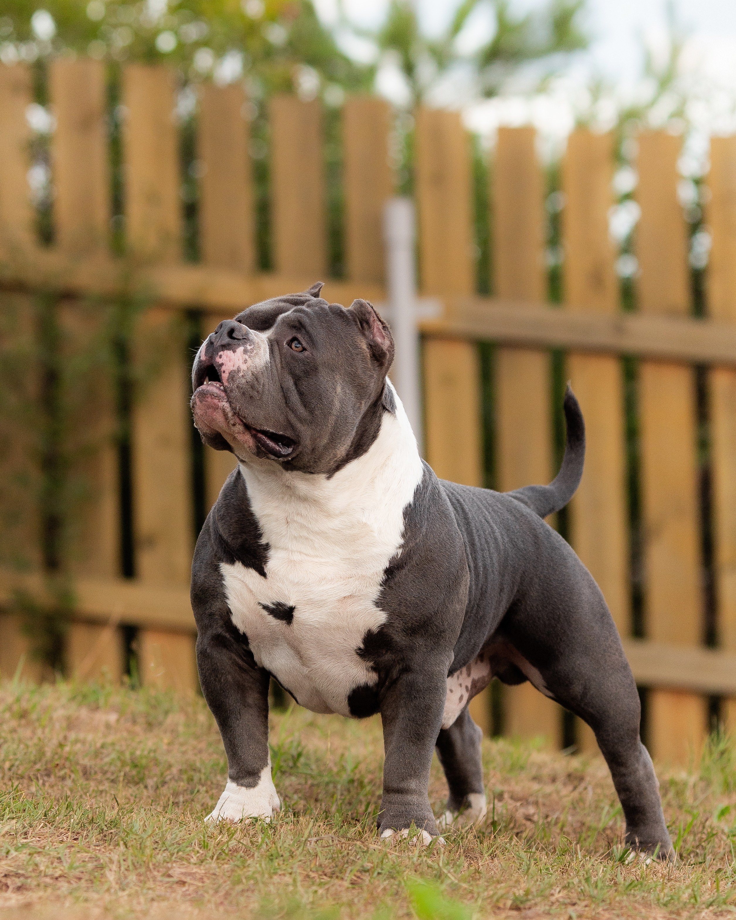 Наталья и булли. Фотограф Анималист в Перми Анастасия Остерман