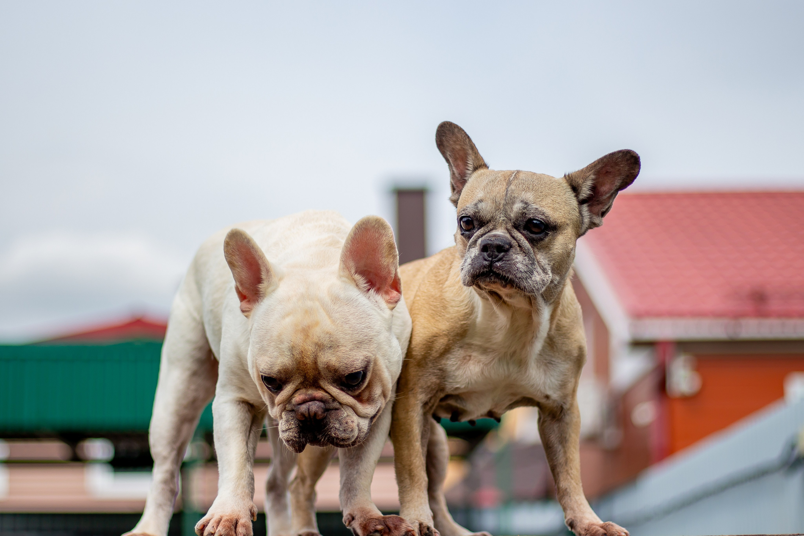 Собачья жизнь — Зоогостиница «Счастливые мечтатели». Фотограф • Орехово-Зуево • Балашиха • TEFO
