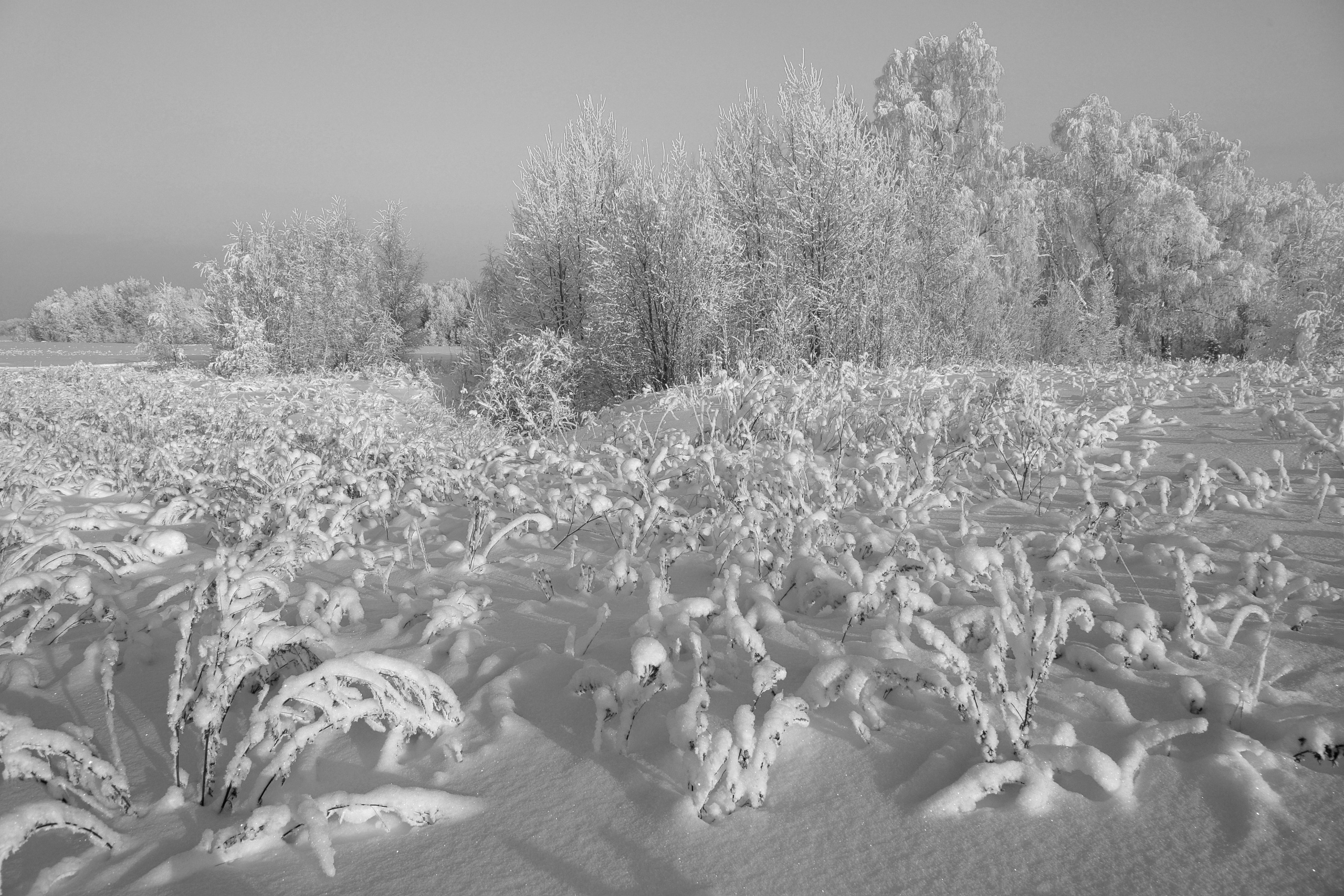 Фото. Фотограф Лагутин Анатолий